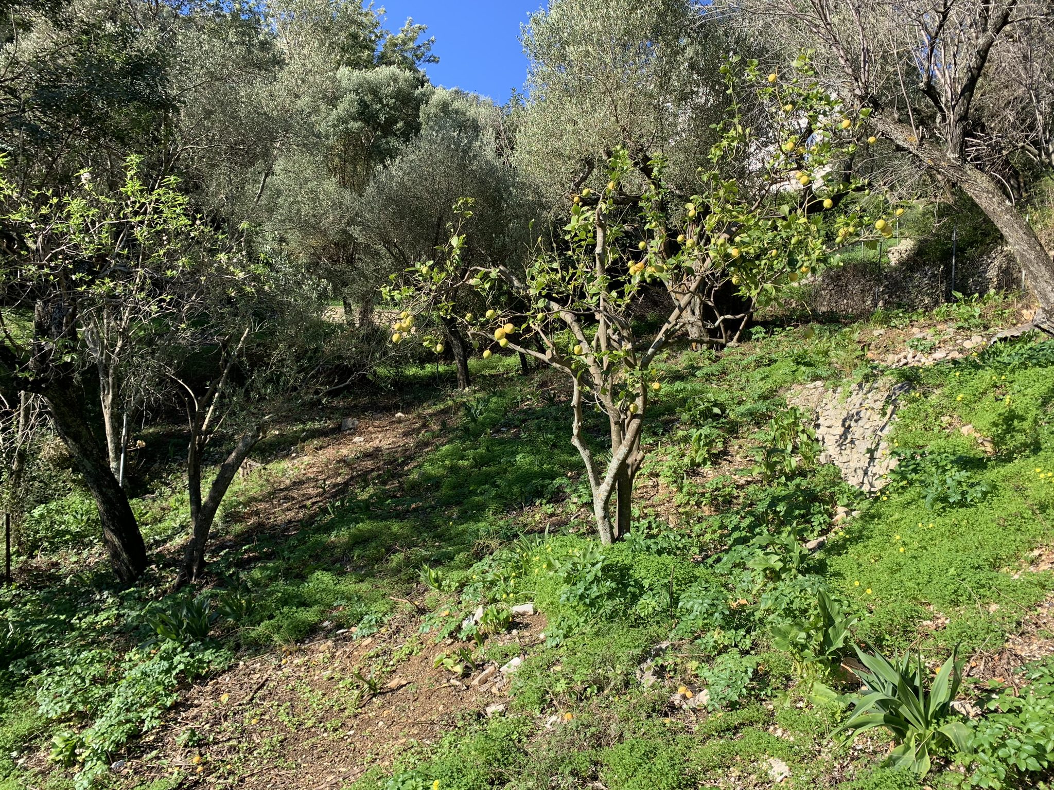 Surrounding land of house for sale in Ithaca Greece, Kioni