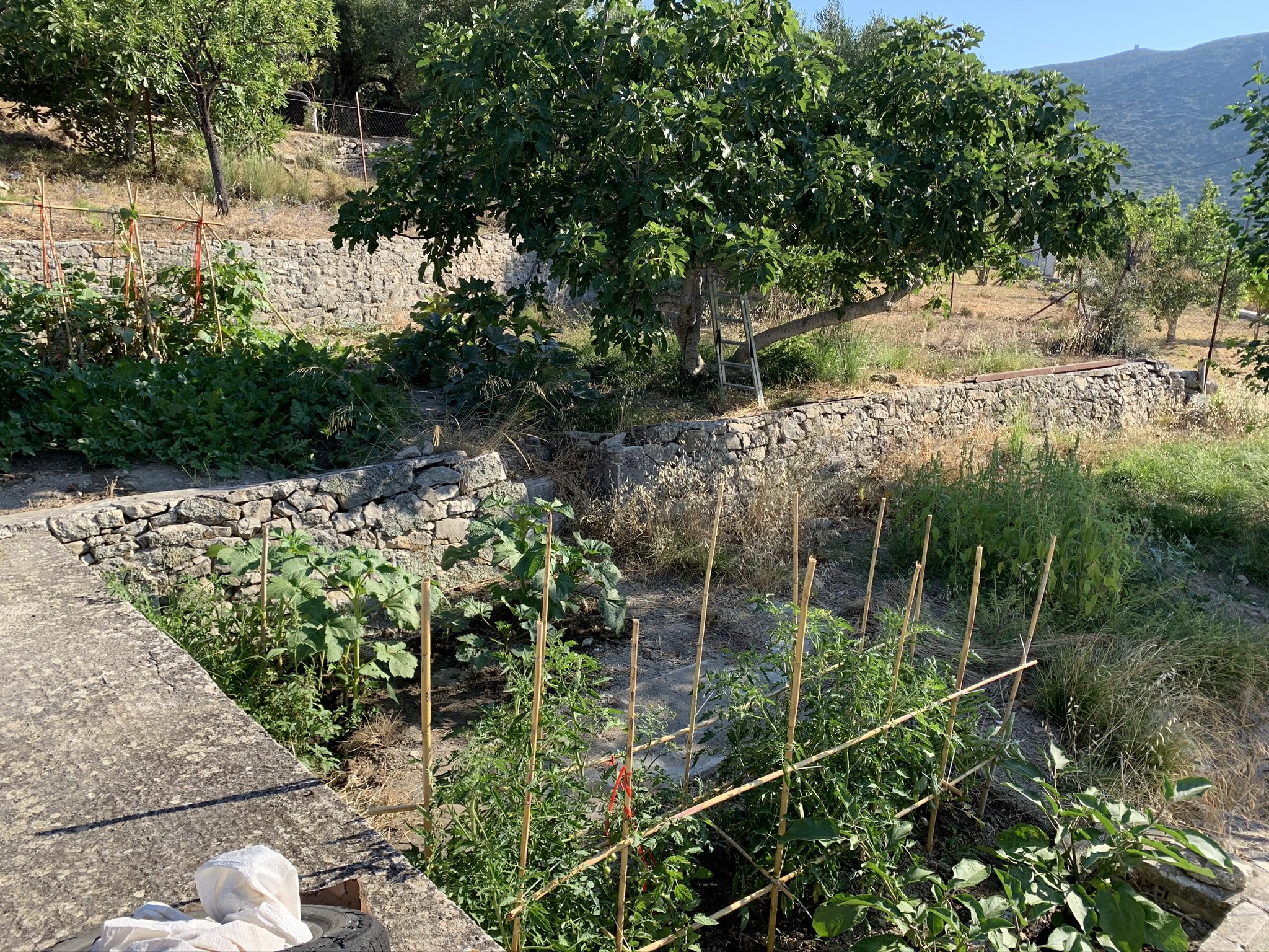 Garden of house for sale in Ithaca Greece Platrithya