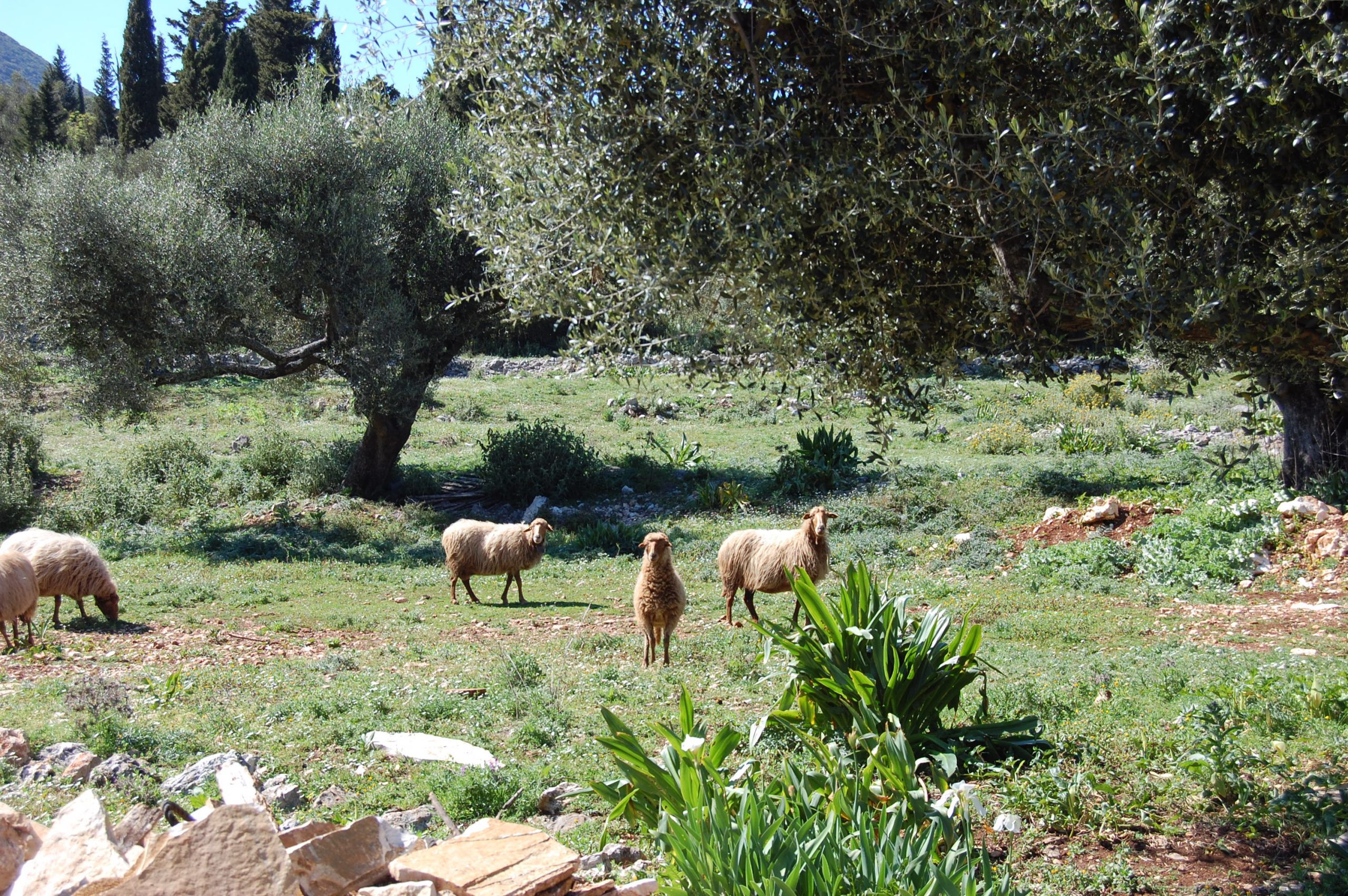Exterior view of land for sale in Ithaca Greece, Magoulas