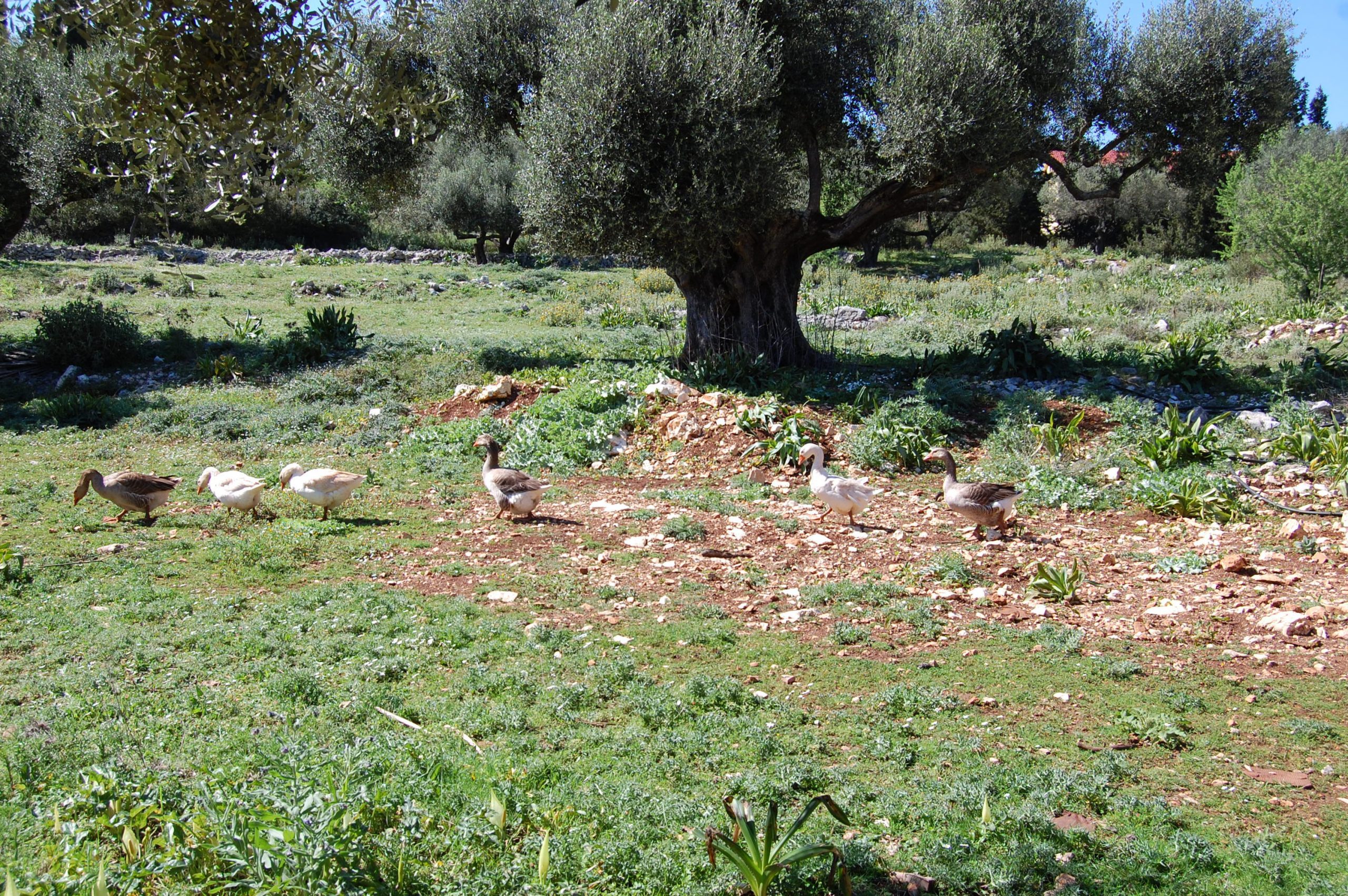Exterior view of land for sale in Ithaca Greece, Magoulas