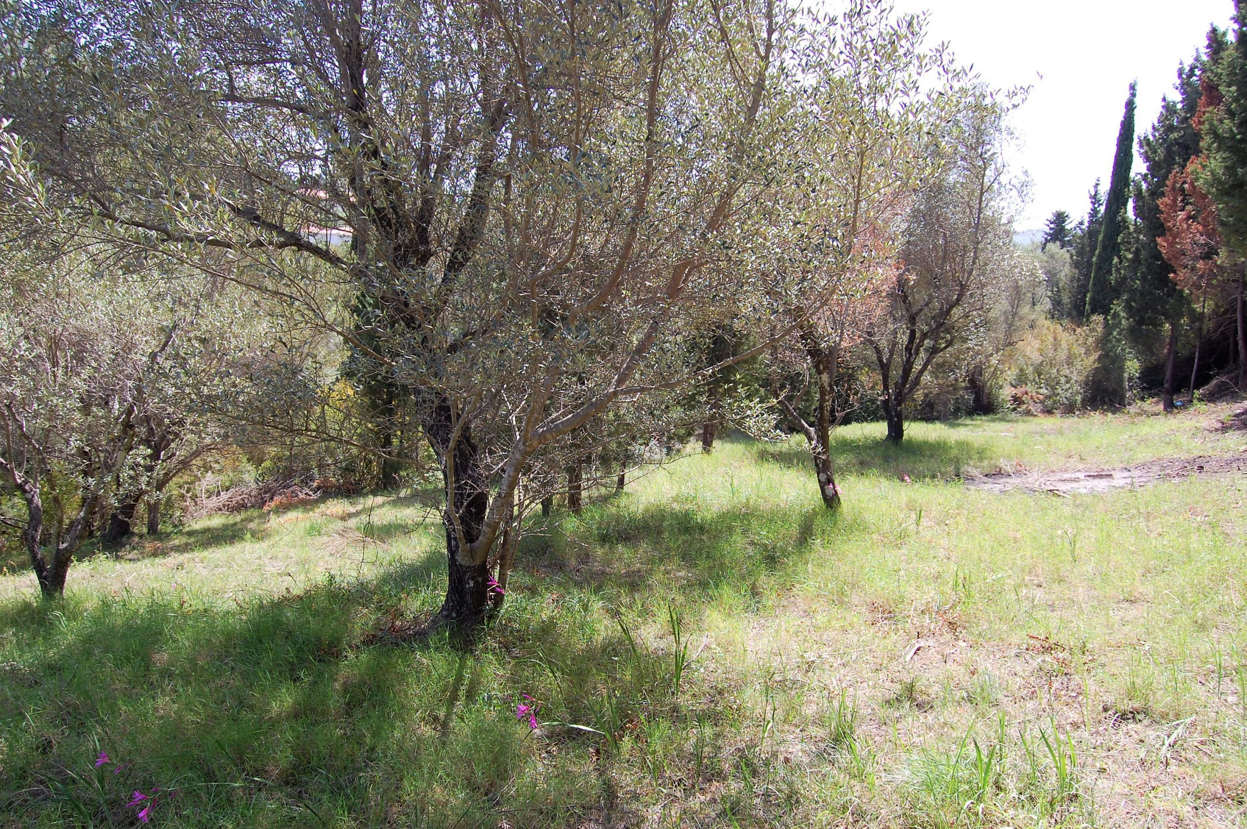 Land for sale in Afales, Ithaca Greece IDMV002AFA MV Properties