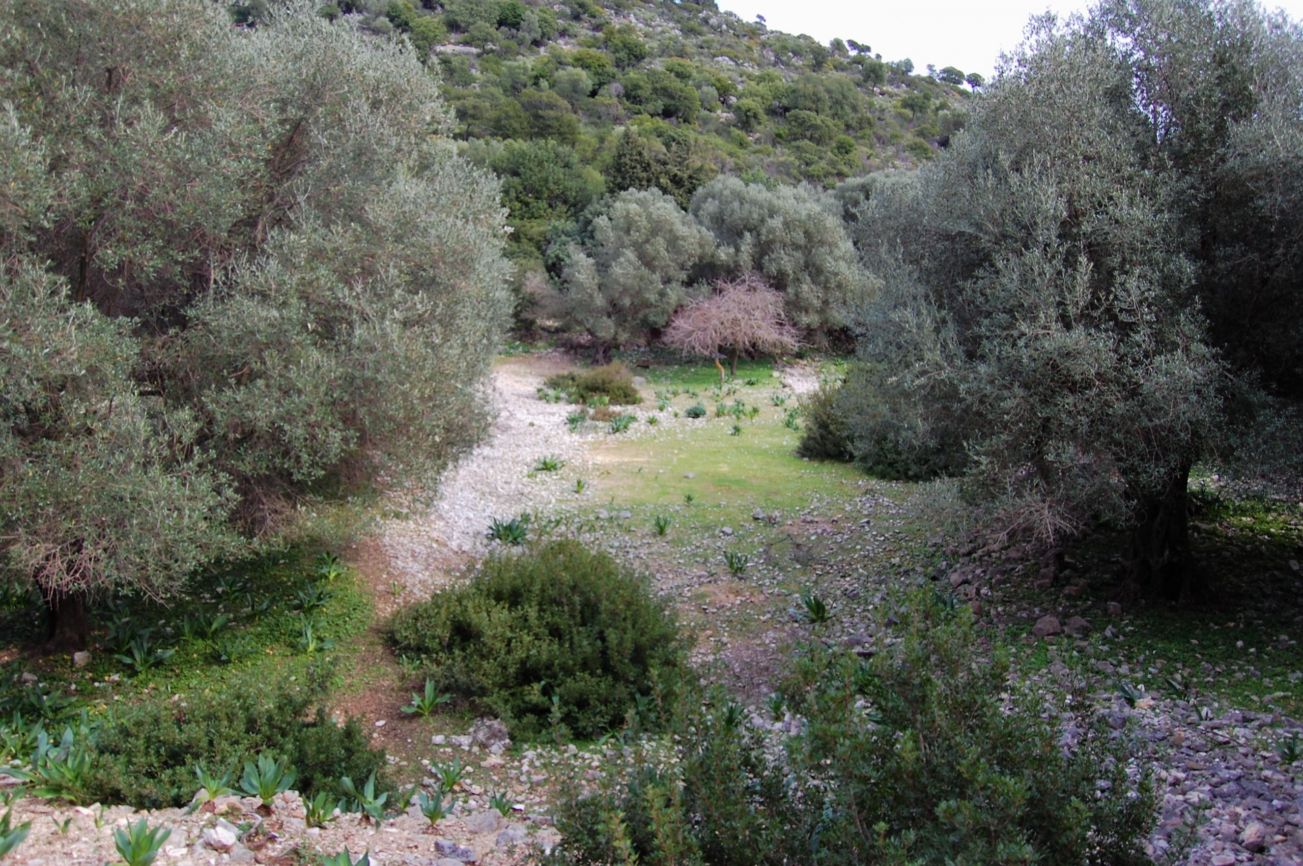 Landscape and terrain of land for sale on Ithaca Greece in Marmakas