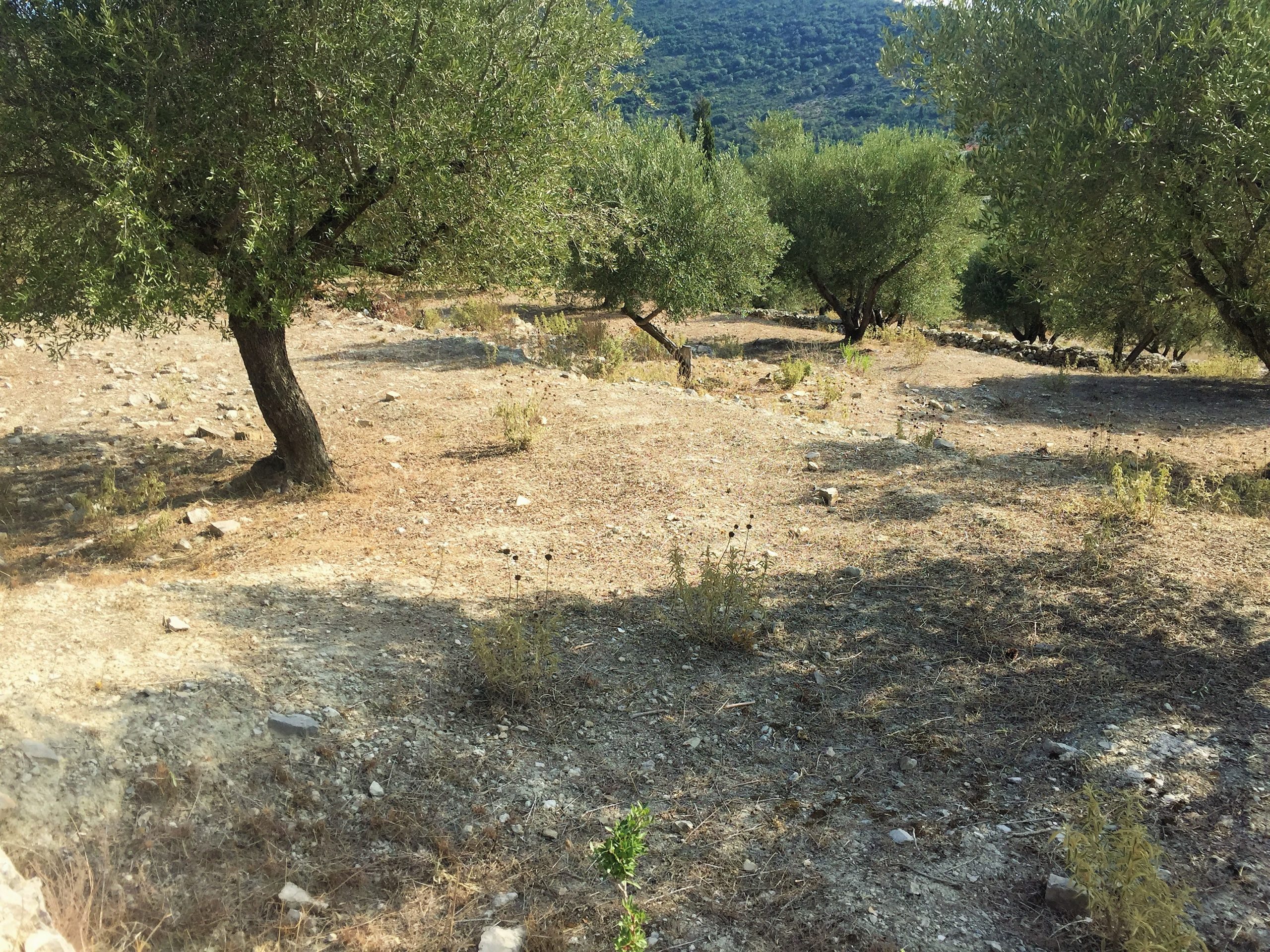 Landscape terrain of land for sale Ithaca Greece Lahos
