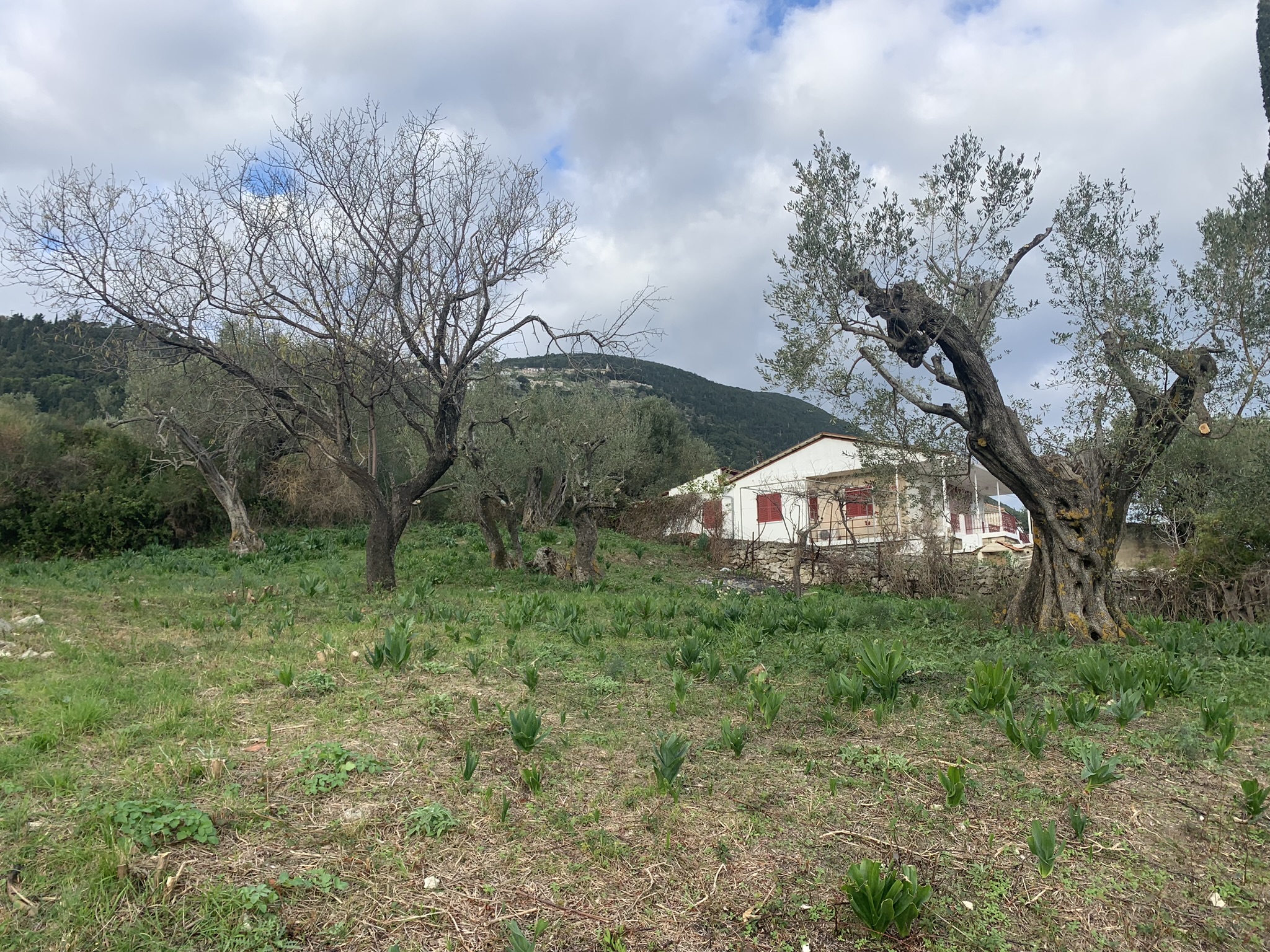 Terrain and landscape of land for sale, Ithaca Greece, Kolleri