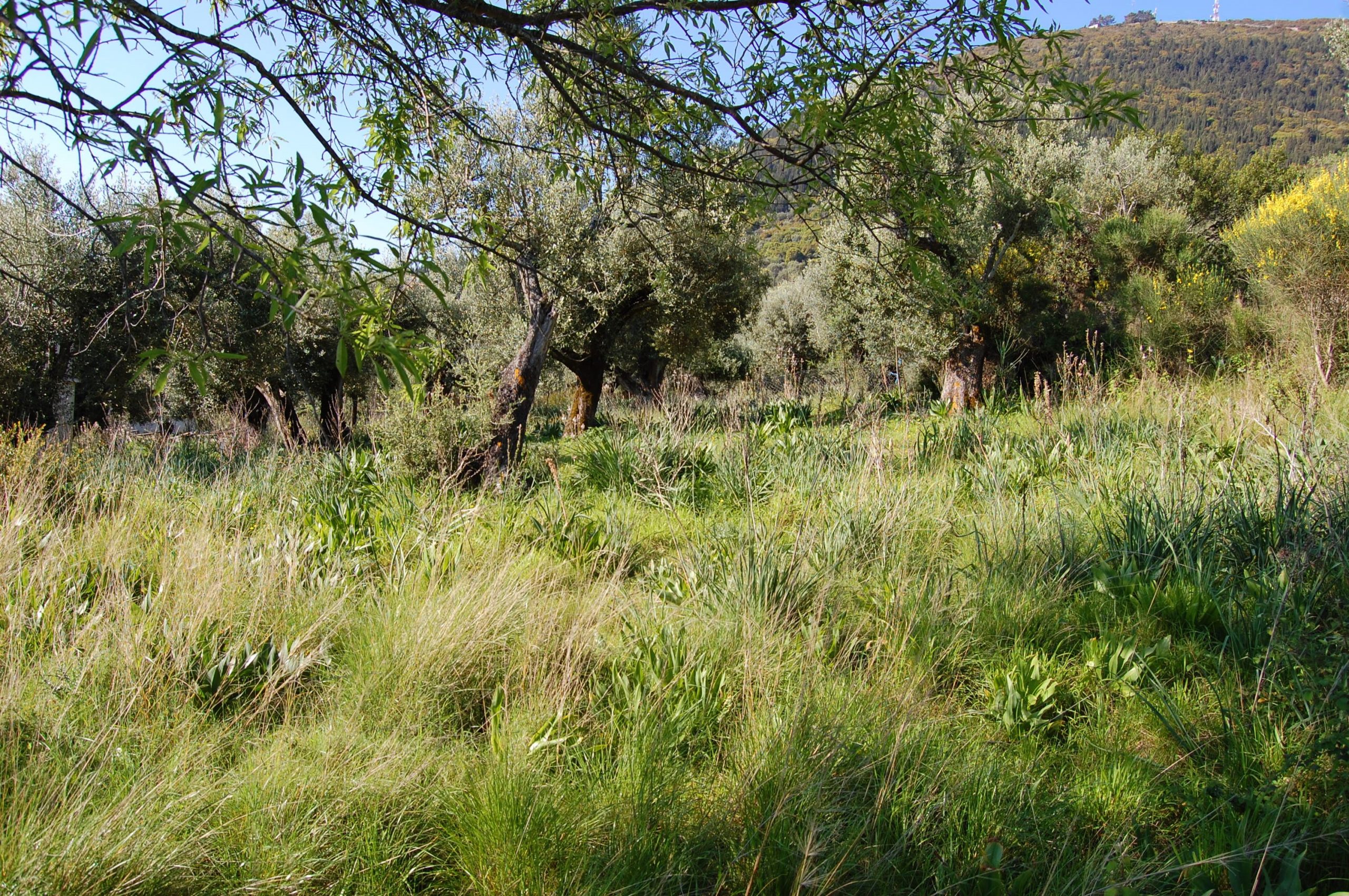 Τοπίο και έδαφος γης προς πώληση στην Ιθάκα Κολλιερή