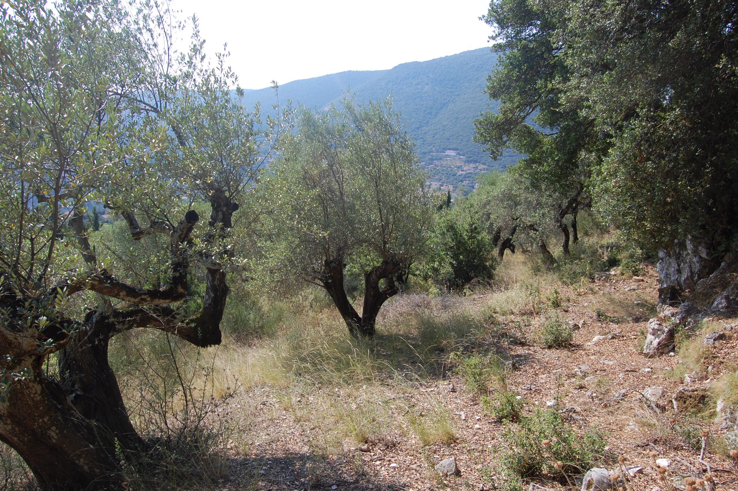 Exterior view of house and land for sale on Ithaca Greece