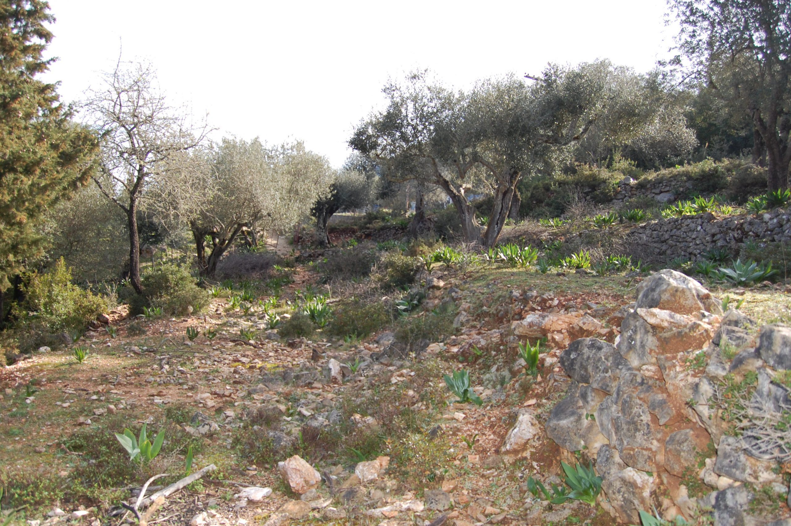Έδαφος και τοπίο γης προς πώληση στην Ιθάκη Ελλάδα