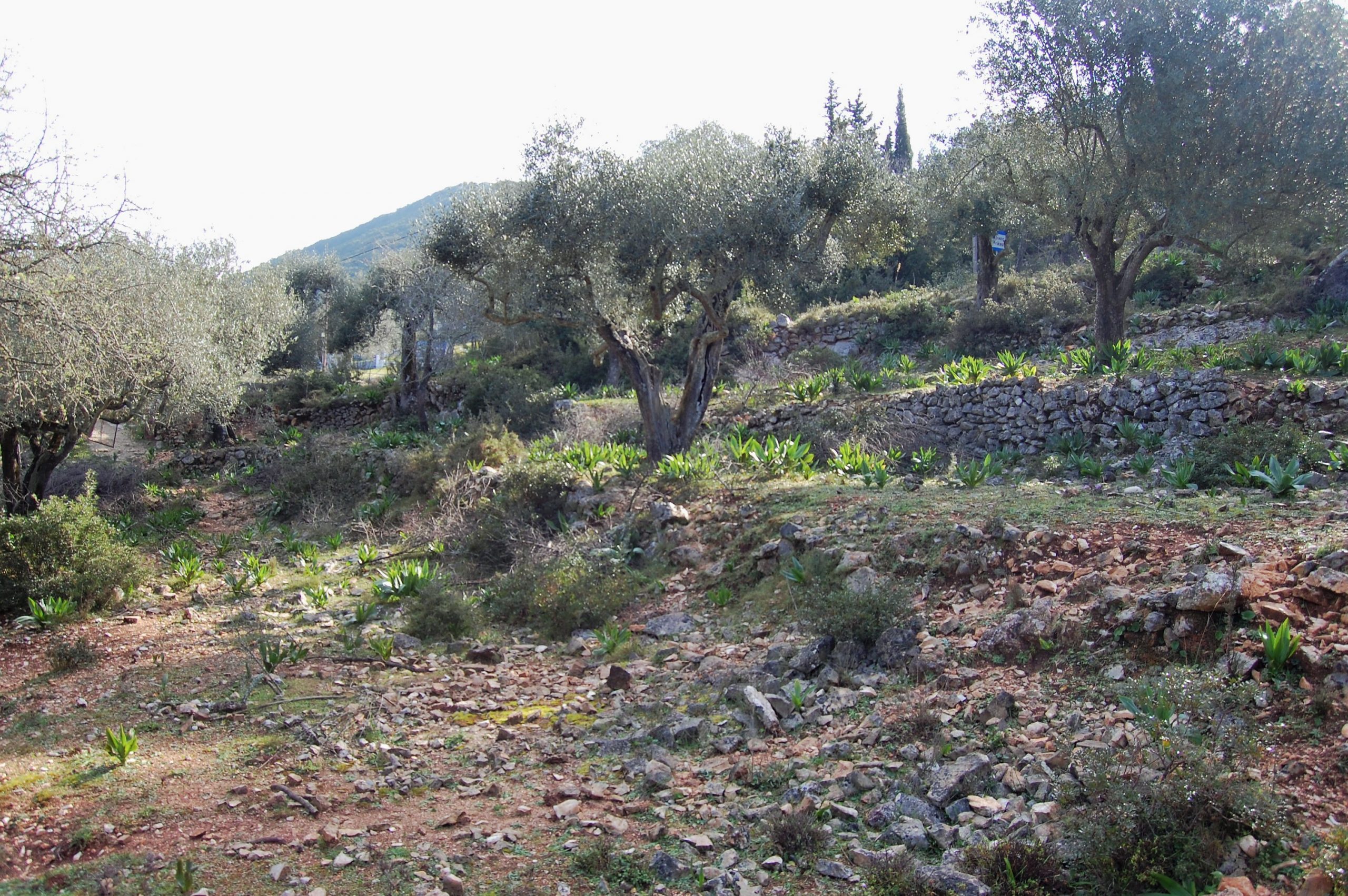 Έδαφος και τοπίο γης προς πώληση στην Ιθάκη Ελλάδα