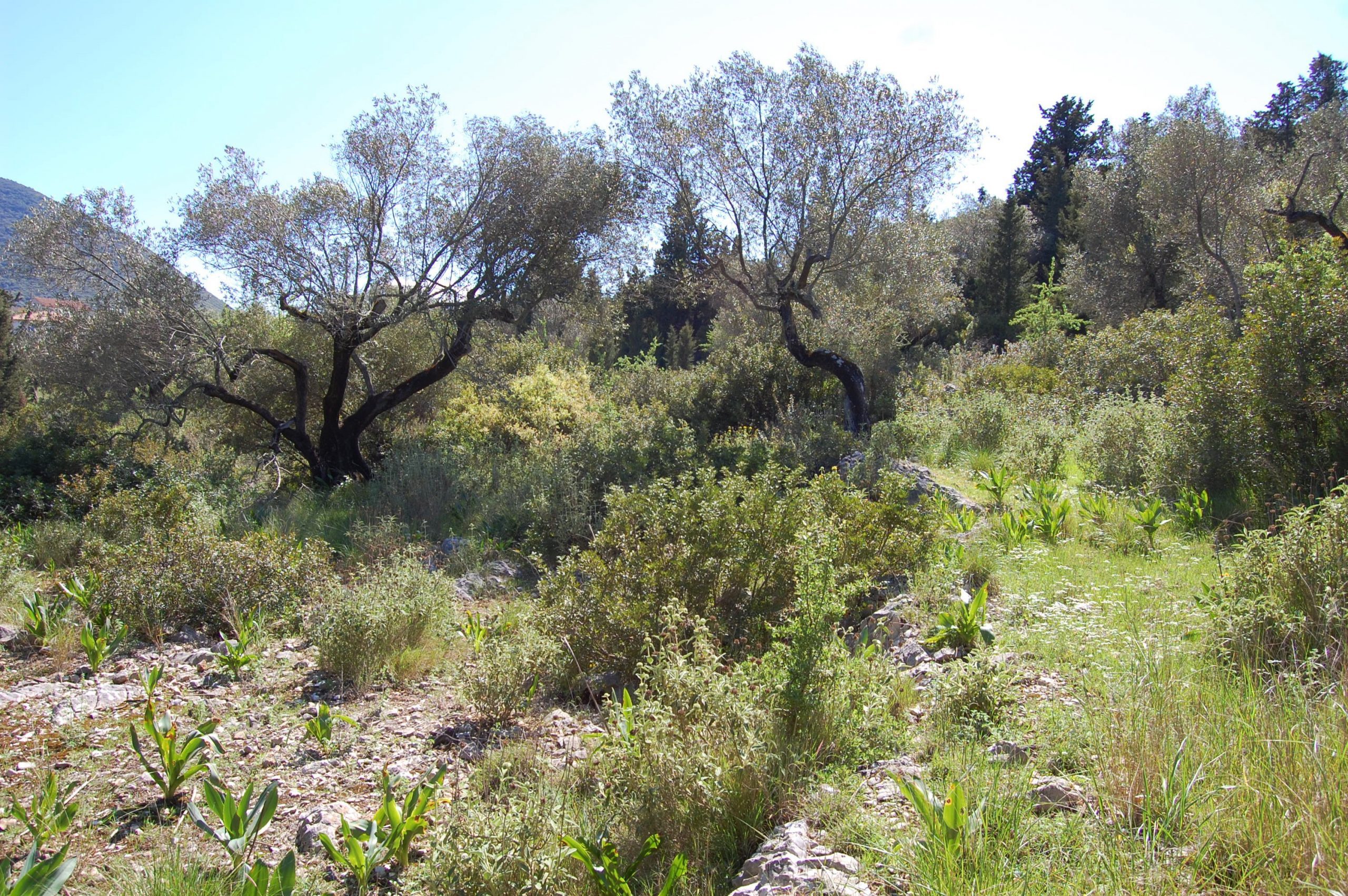 Exterior view of land for sale in Ithaca Greece