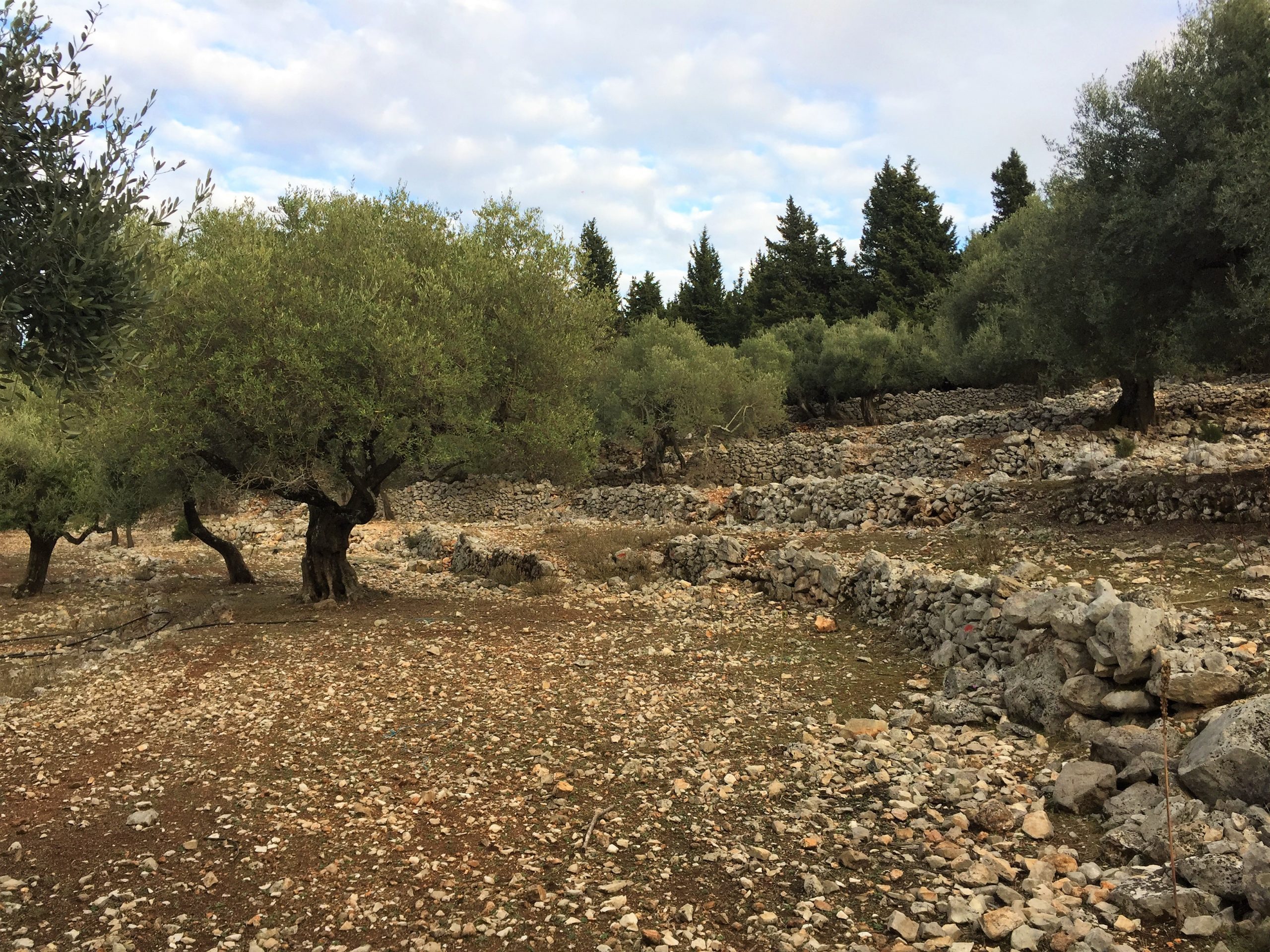 Landscape and terrain of land for sale in Ithaca Greece Stavros