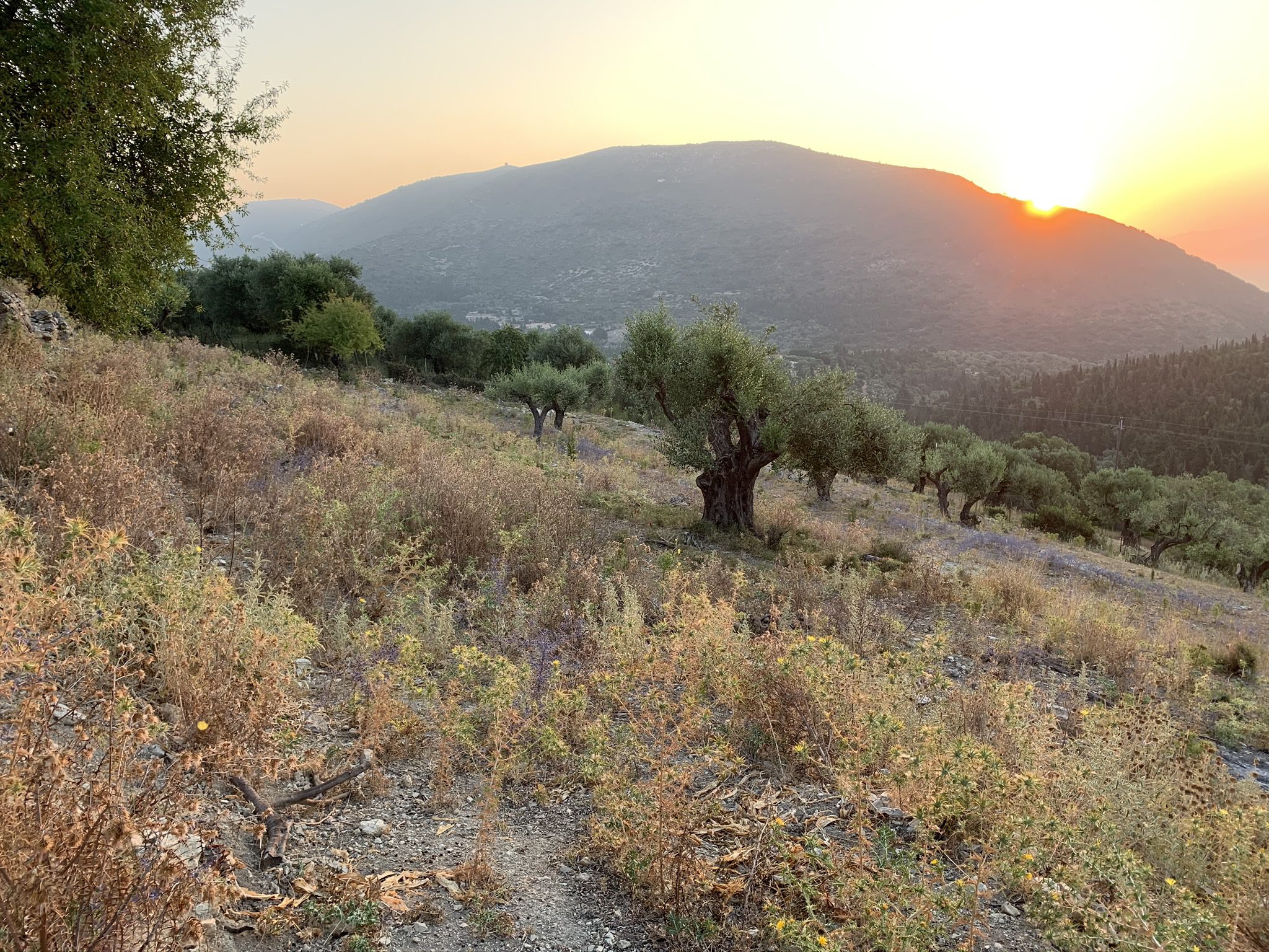Τοπίο έδαφος της γης προς πώληση Ιθάκη Ελλάδα, Πινικάτα
