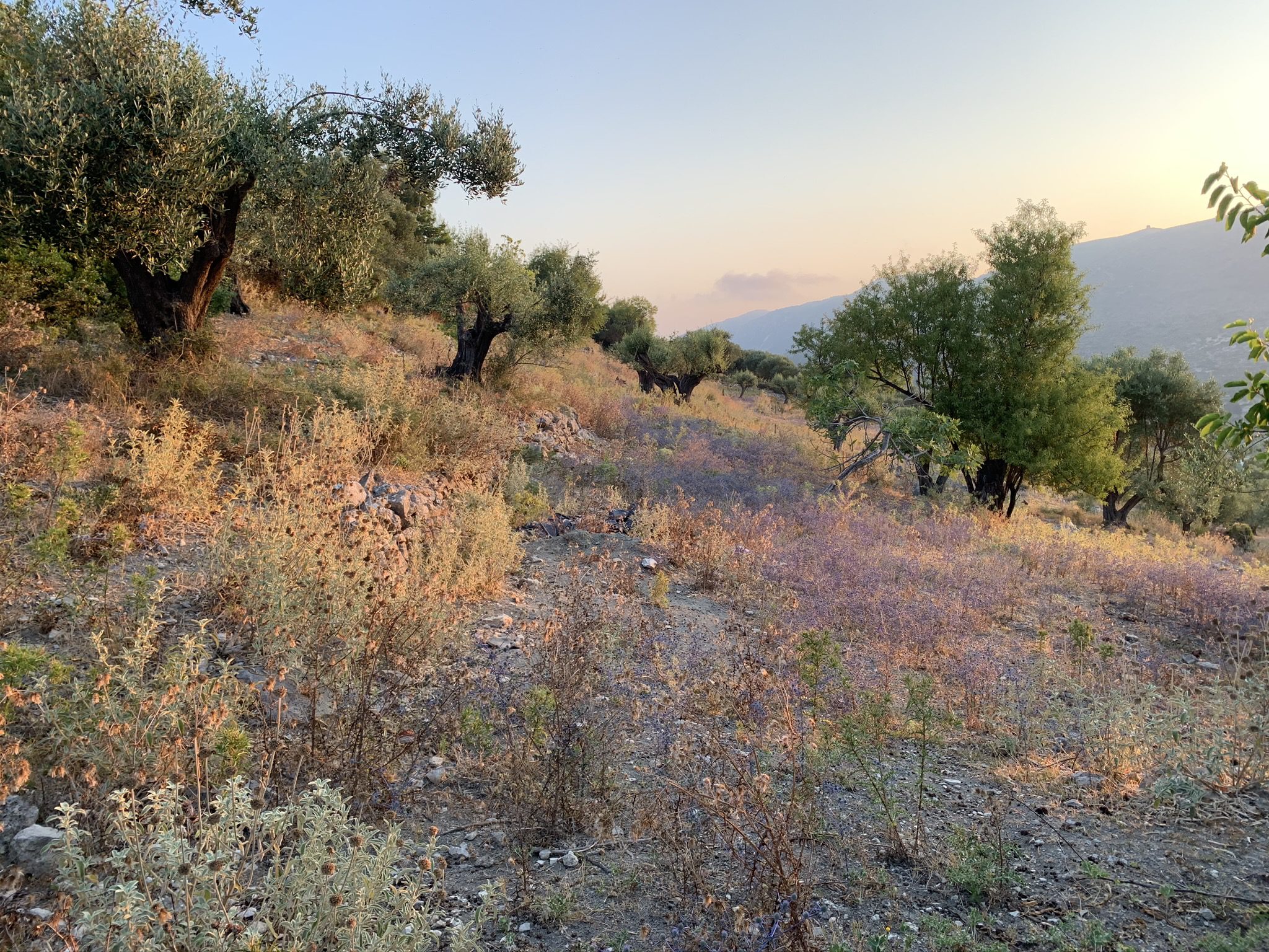 Τοπίο έδαφος της γης προς πώληση Ιθάκη Ελλάδα, Πινικάτα
