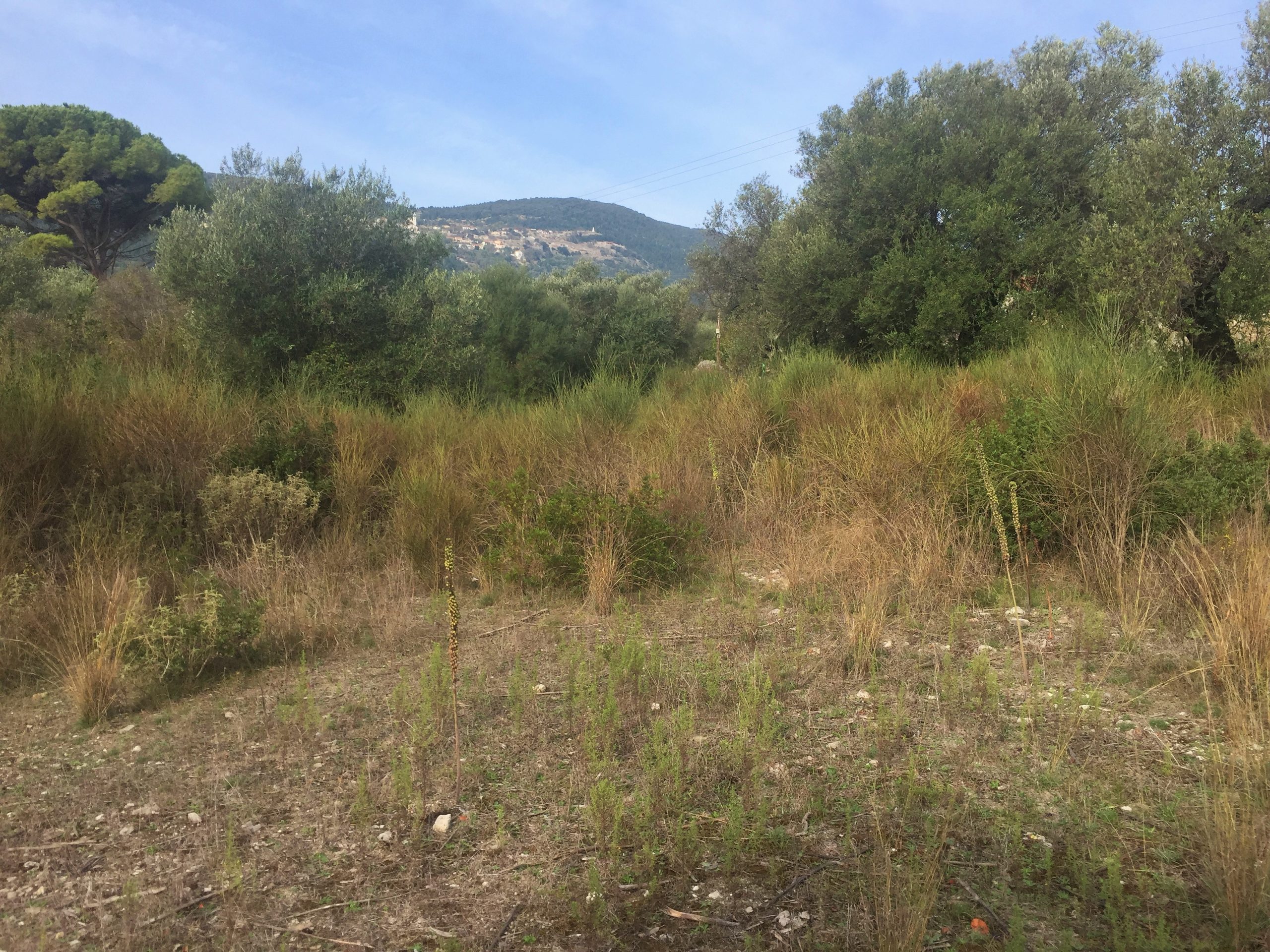 Landscape view of property for sale in Ithaca Greece Lahos