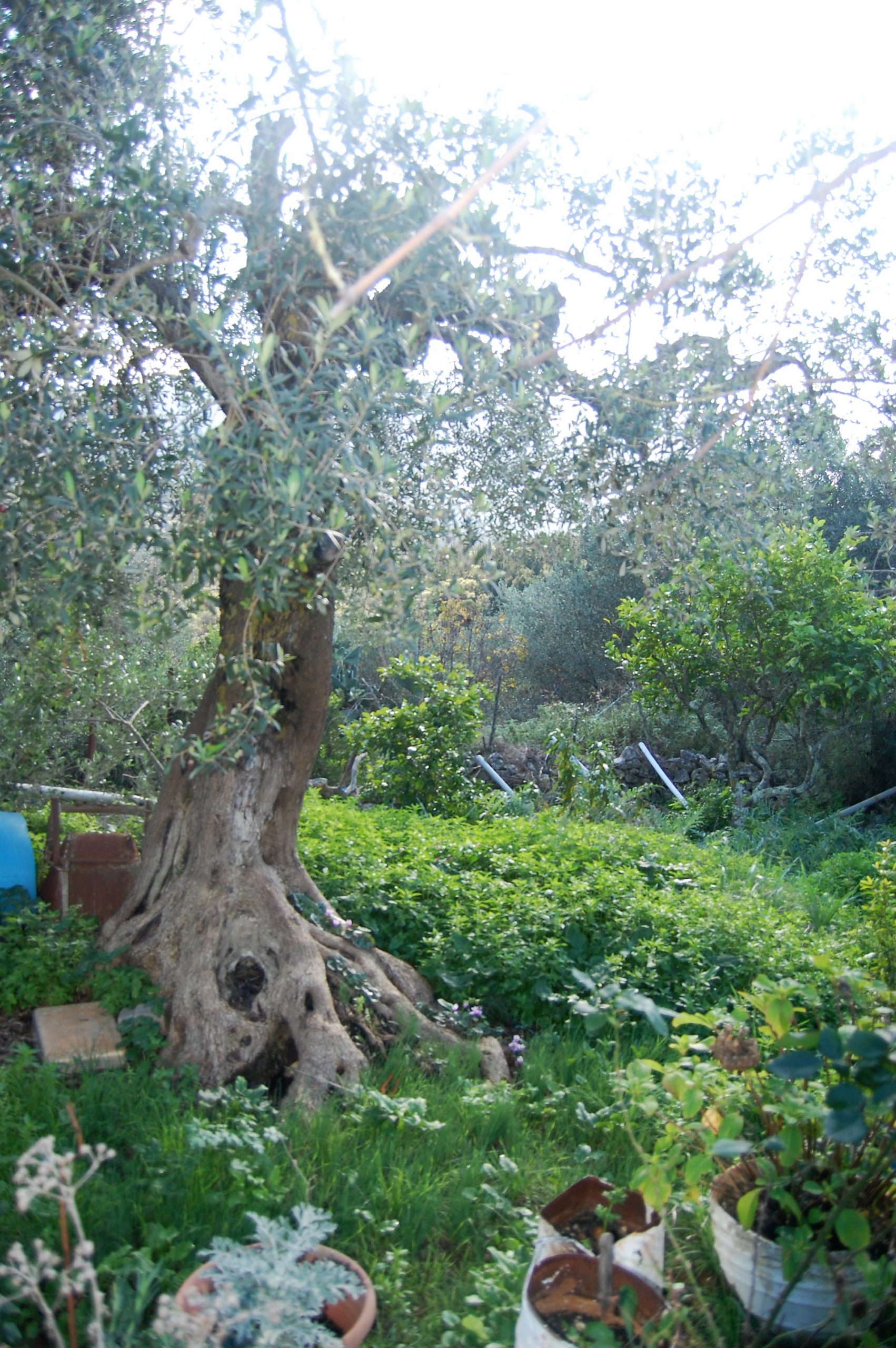Garden of house for sale in Ithaca Greece, Lahos