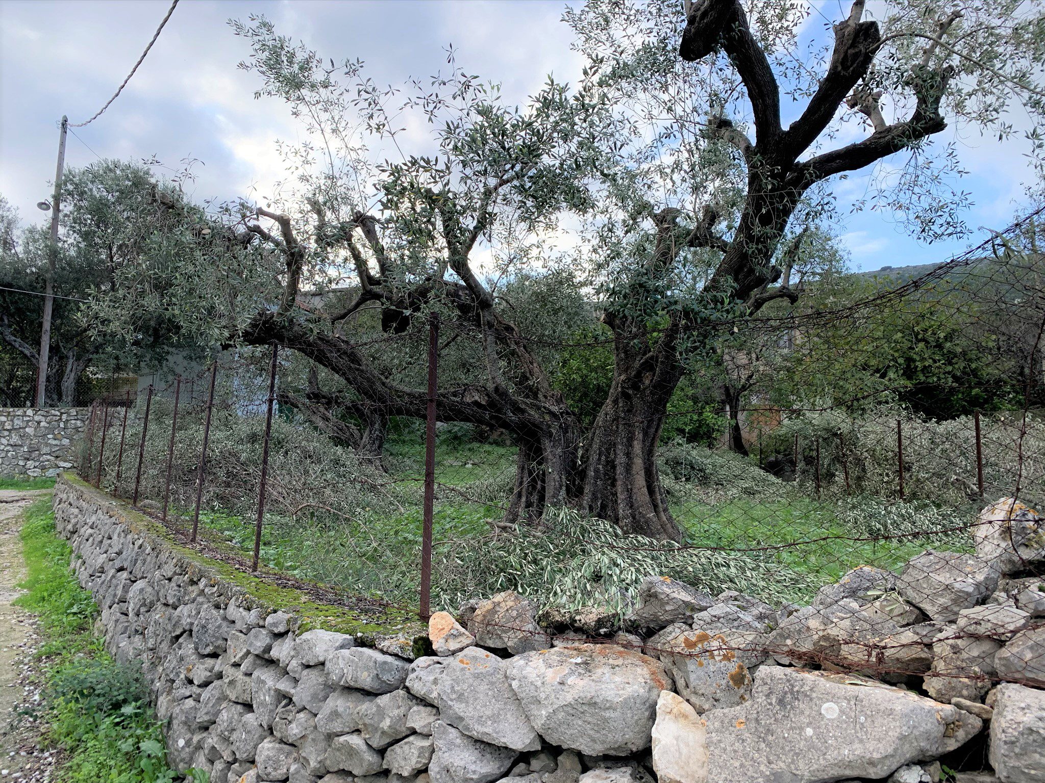 Garden of building for sale in Ithaca Greece, Stavros