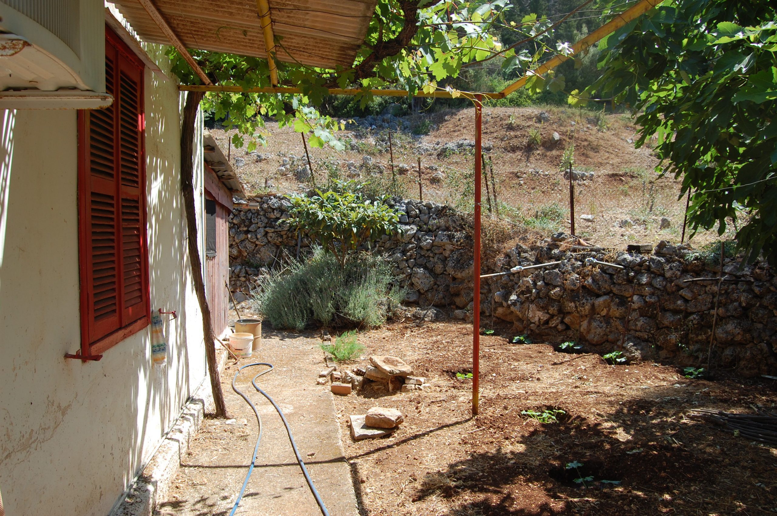 Κήπος του σπιτιού προς πώληση στην Ιθάκη Ελλάδα, Λεύκη