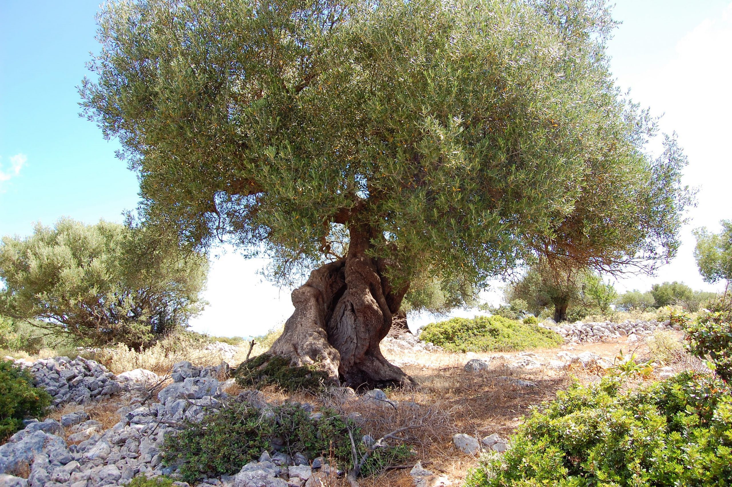 Large olive trees on the land for sale Ithaca Greece