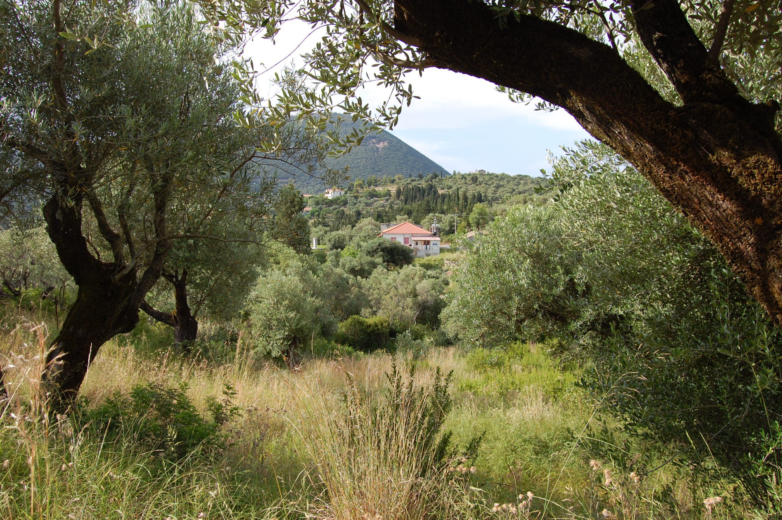 Landscape view and terrain of property for sale in Ithaca Greece Platrithya village