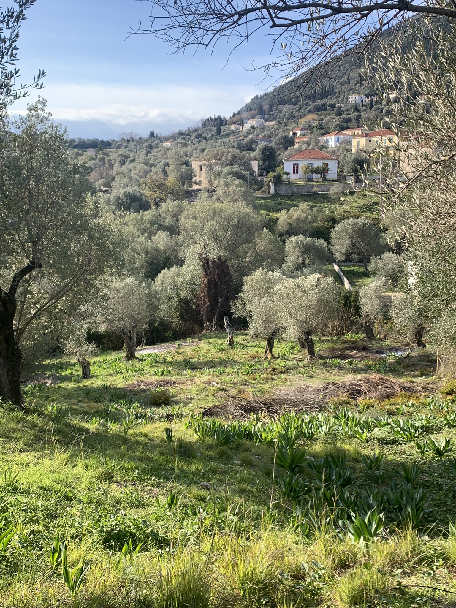 Landscape view and terrain of property for sale on Ithaca Greece, Platrithya