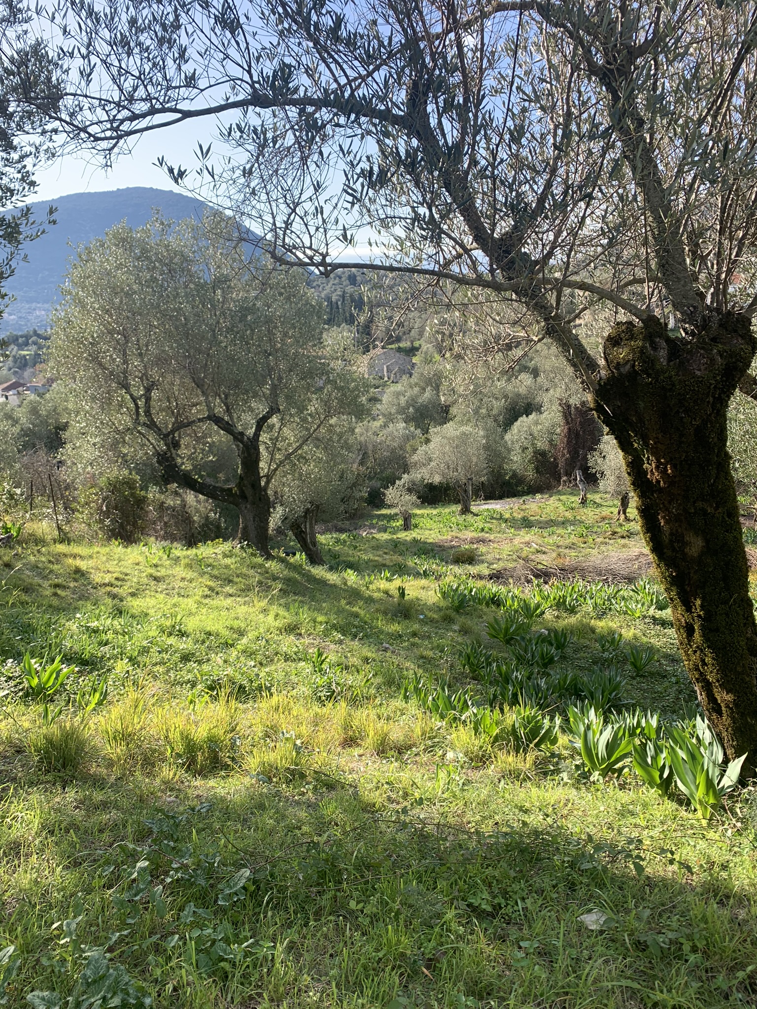 Landscape view and terrain of property for sale on Ithaca Greece, Platrithya