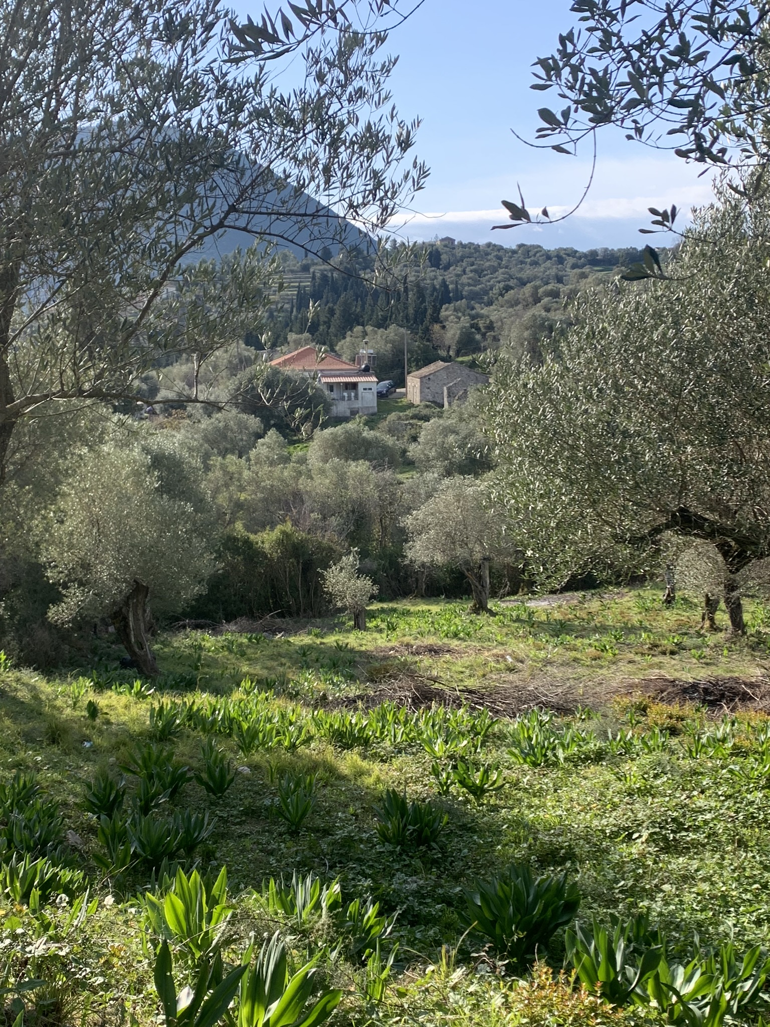 Landscape view and terrain of property for sale on Ithaca Greece, Platrithia