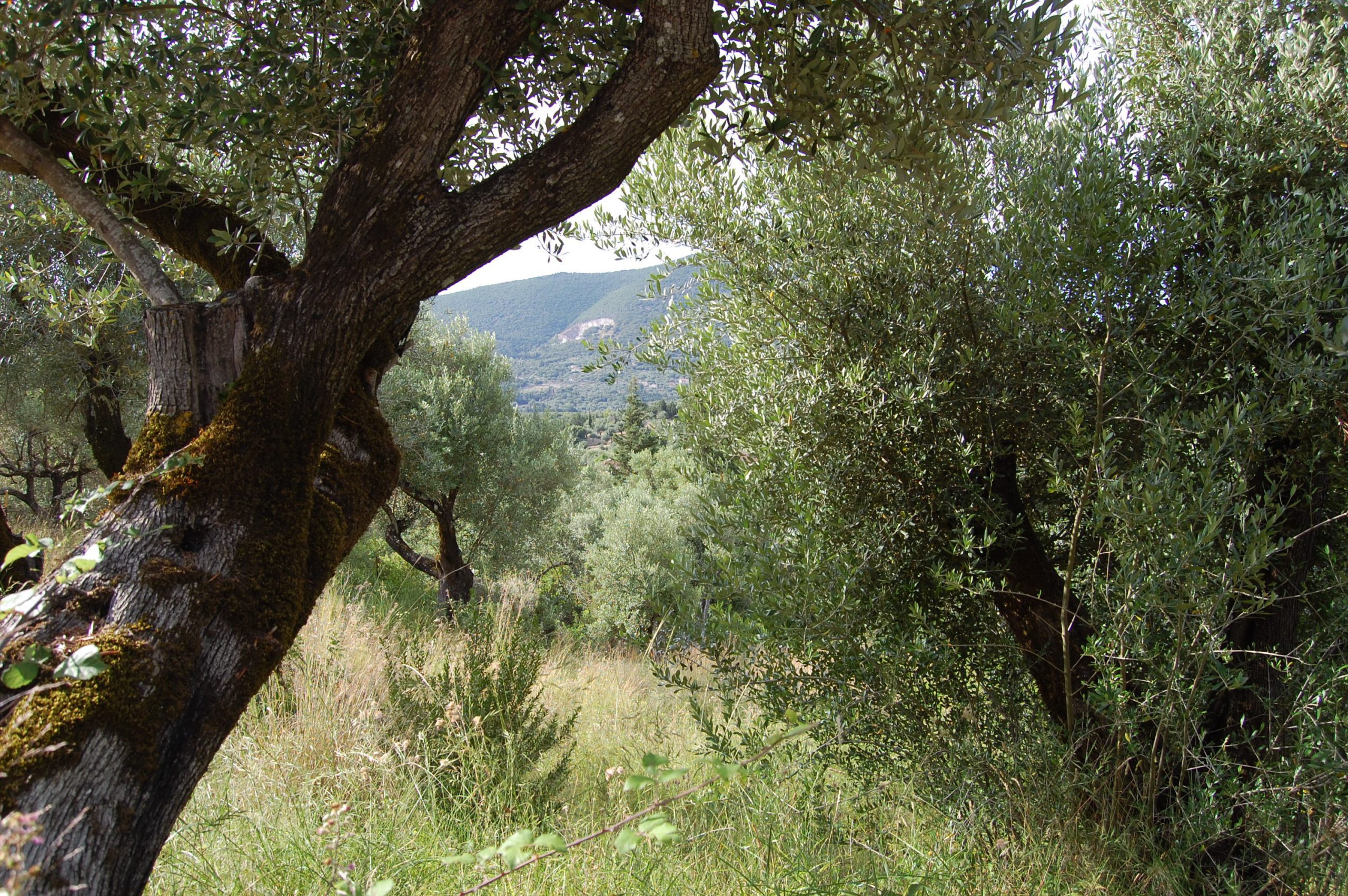 Landscape view and terrain of property for sale in Ithaca Greece Platrithya village