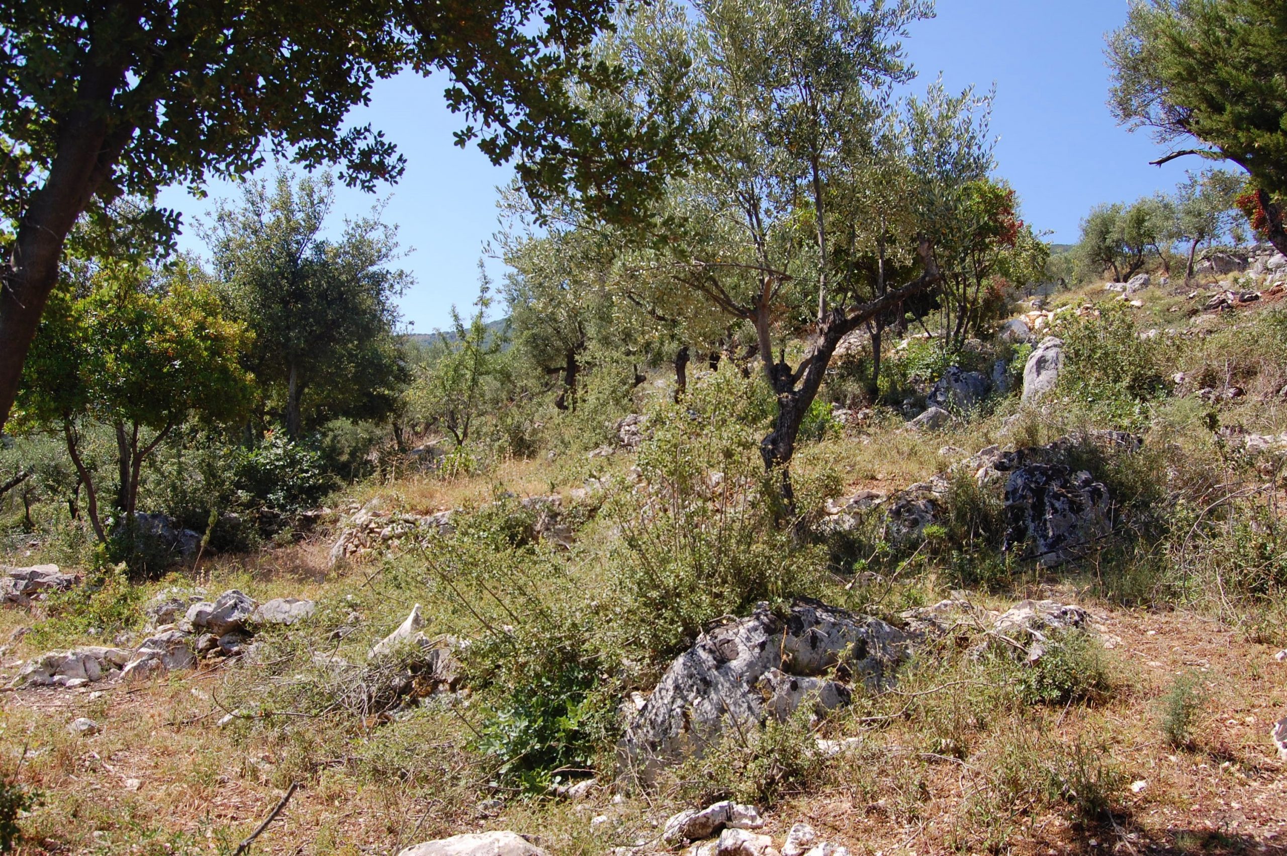 Τοπίο και έδαφος του ακινήτου προς πώληση στην Ιθάκη Ελλάδα Βαθύ