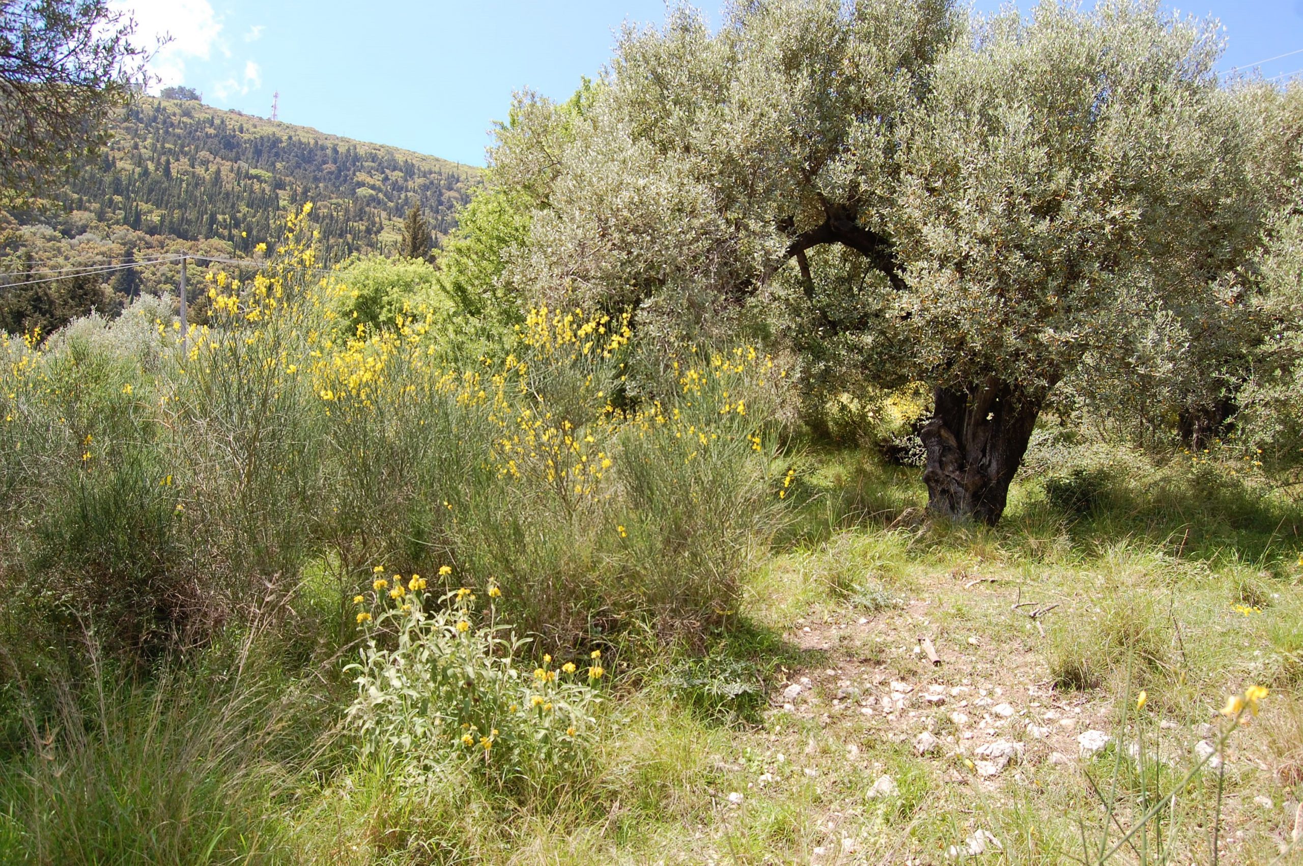Land sold in Ithaca Greece