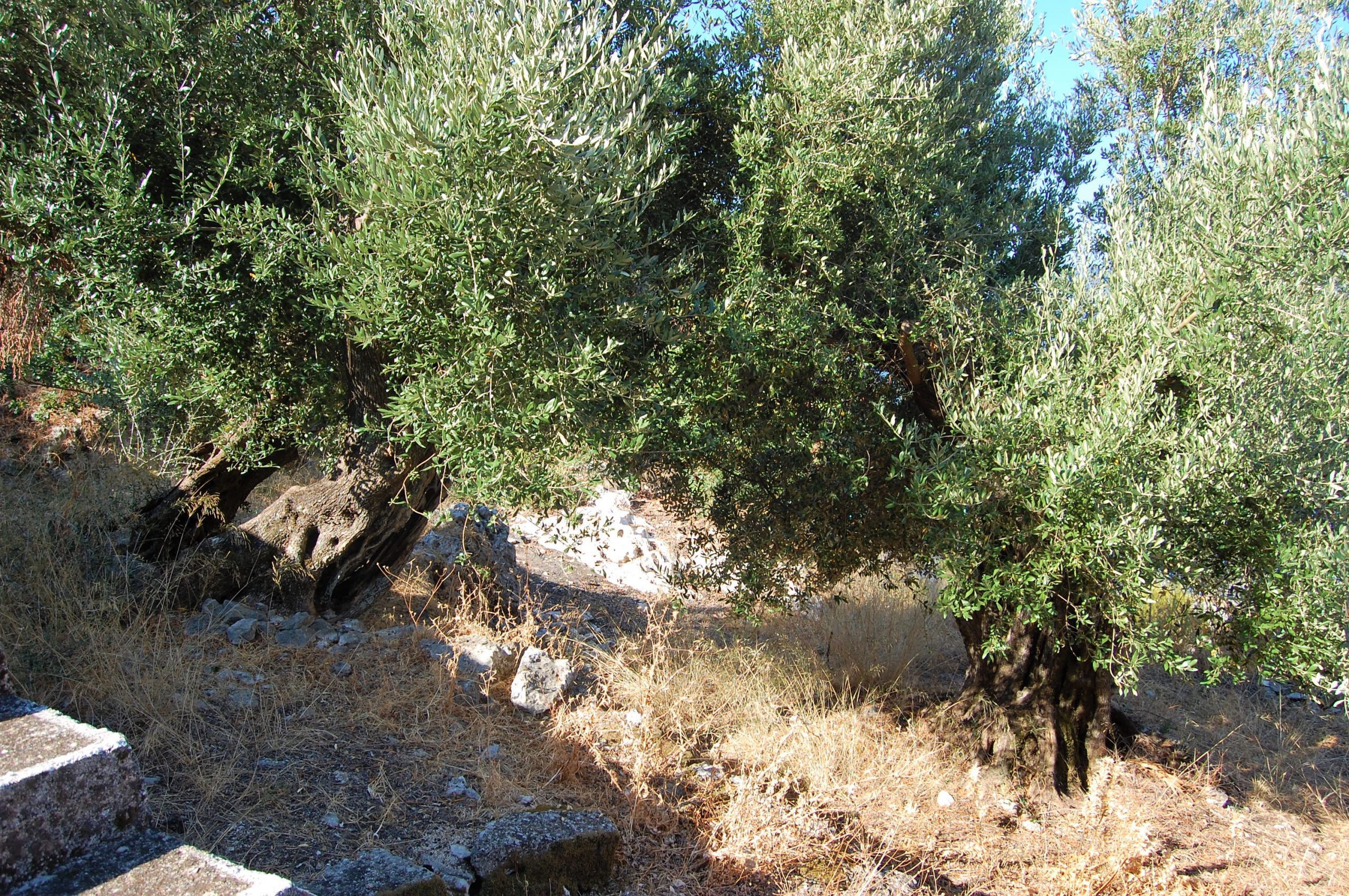 Terrain and landscape of land for sale in Ithaca Greece, Lefki