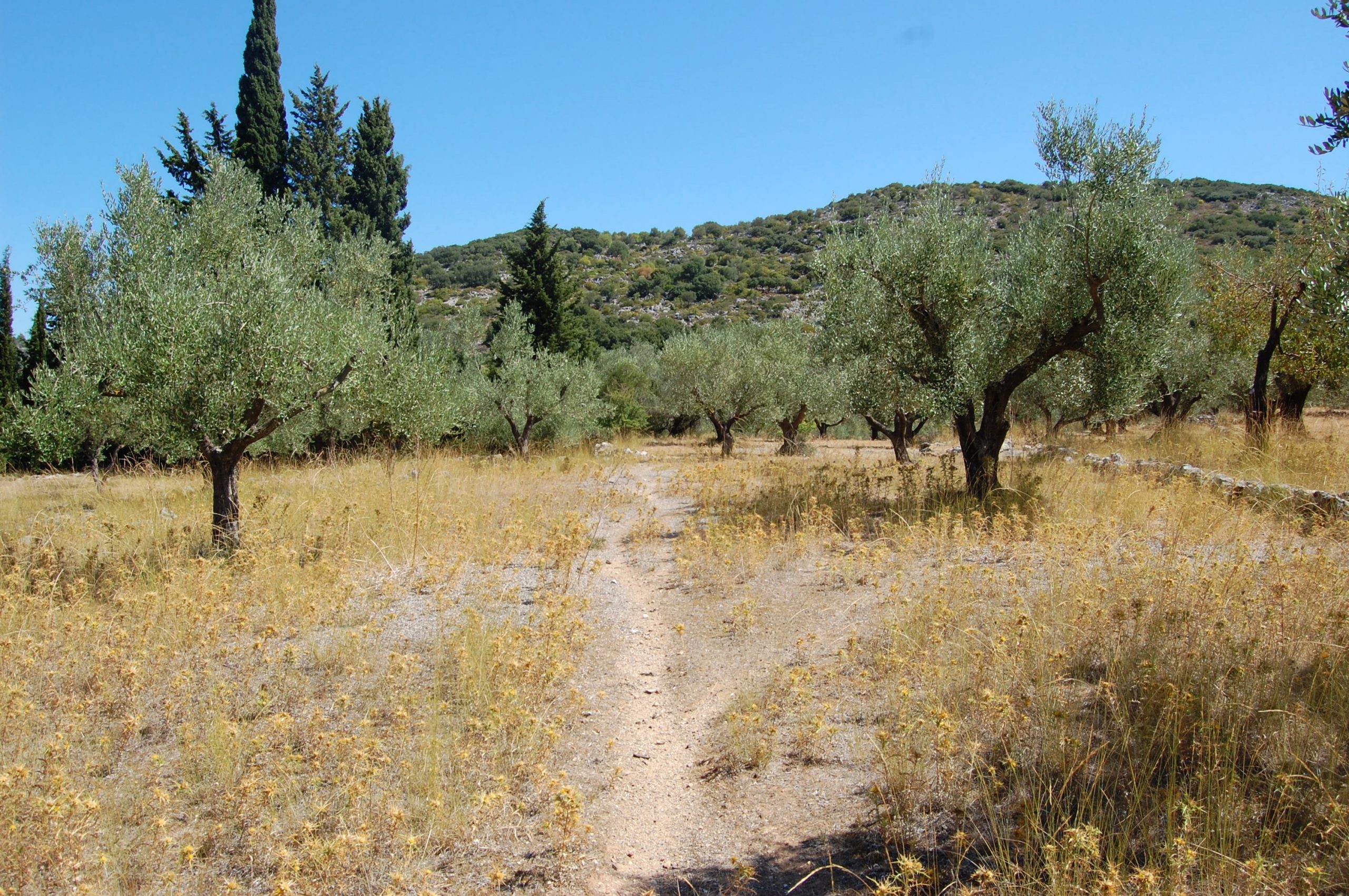 Landscape of terrain with terraces of land for sale in Ithaca Greece, Vathi