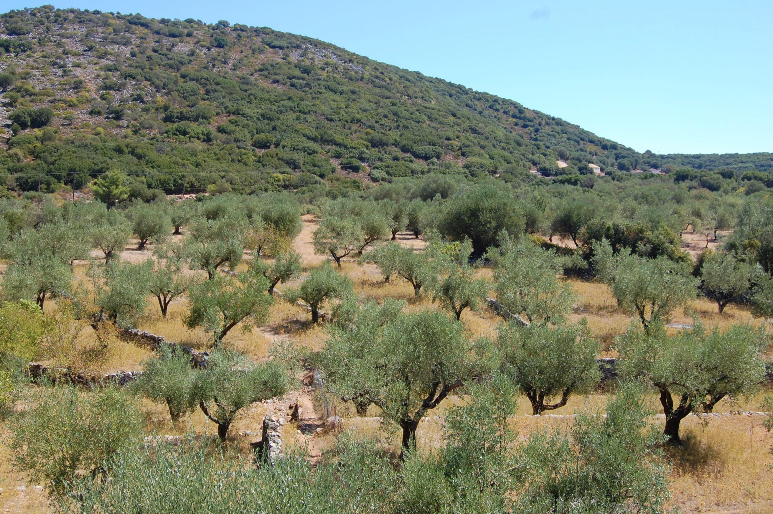 Landscape of terrain with olive groves of land for sale in Ithaca Greece, Vathi
