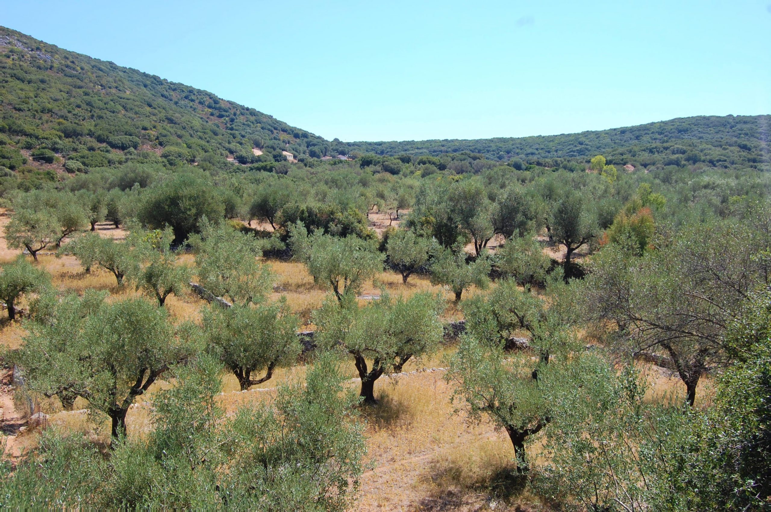 Landscape of terrain with olive groves of land for sale in Ithaca Greece, Vathi