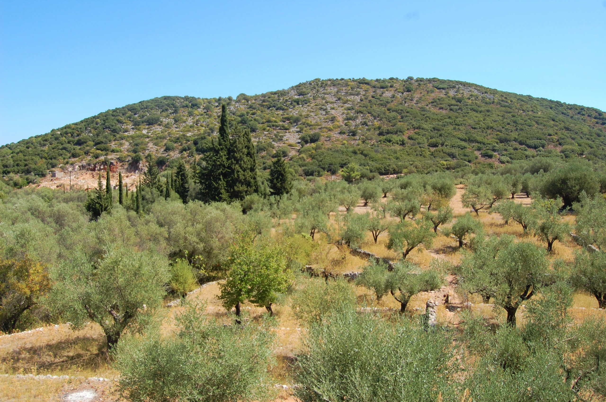 Τοπίο του εδάφους με ελαιώνες γης προς πώληση στην Ιθάκη Ελλάδα, Βαθύ