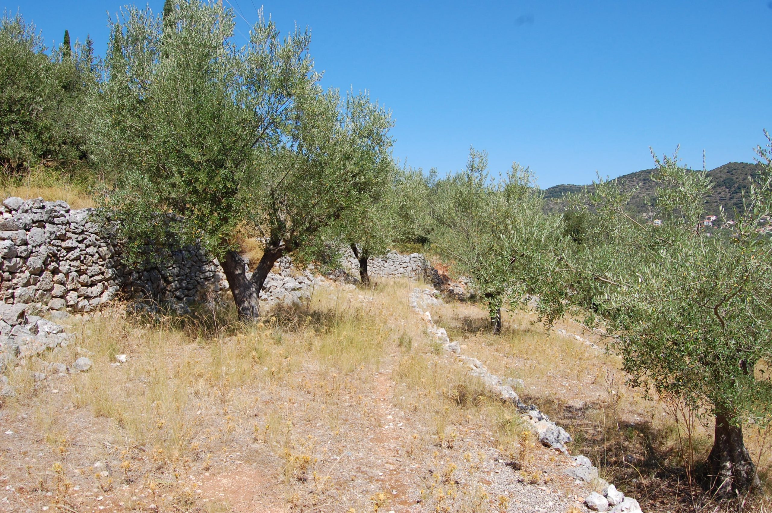 Landscape of terrain with terraces of land for sale in Ithaca Greece, Vathi