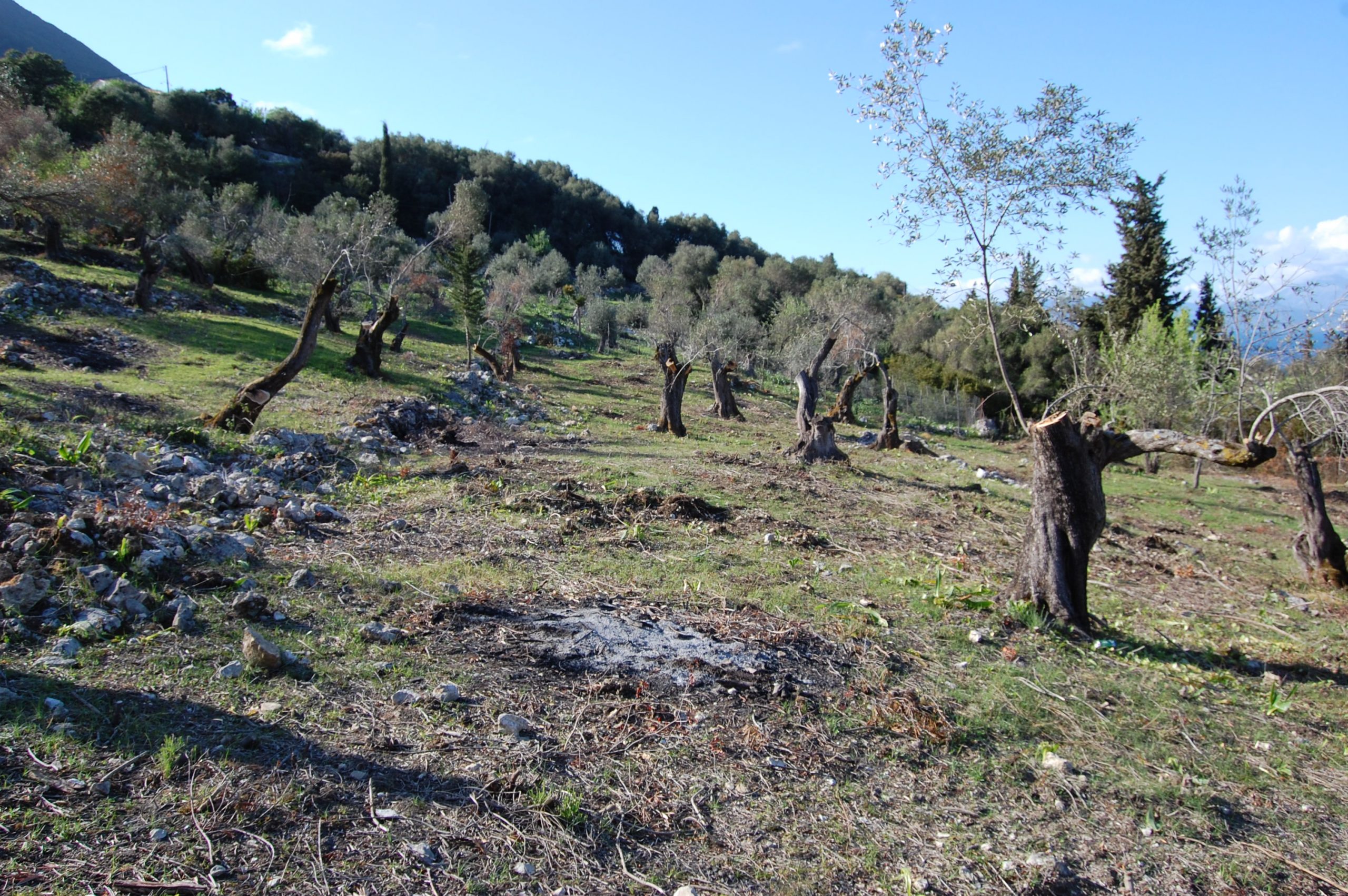 Τοπίο έδαφος γης προς πώληση Ιθάκα Ελλάδα Αφάλες