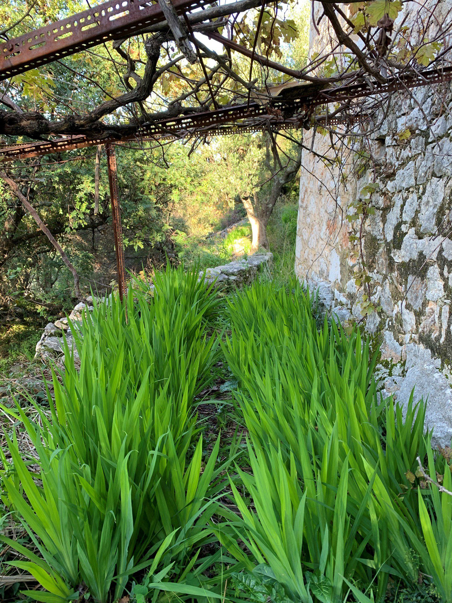 Κήπος και τοπίο του σπιτιού προς πώληση στην Ιθάκη Ελλάδα, Λεύκη