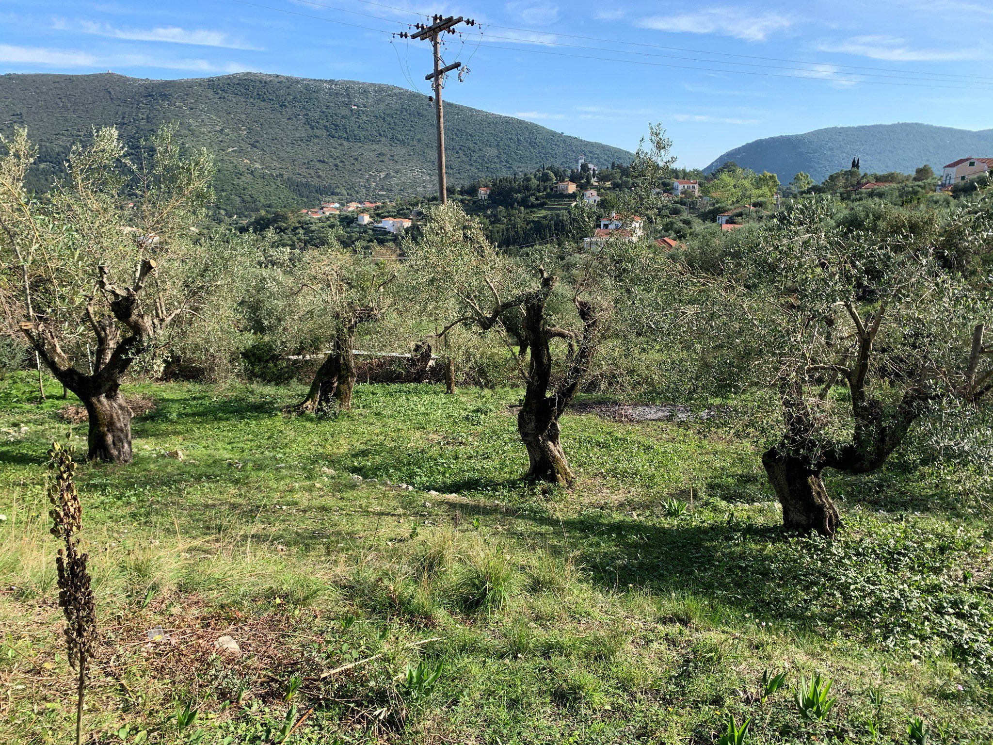Terrain of olive groves, land for sale Ithaca Greece Kolleri