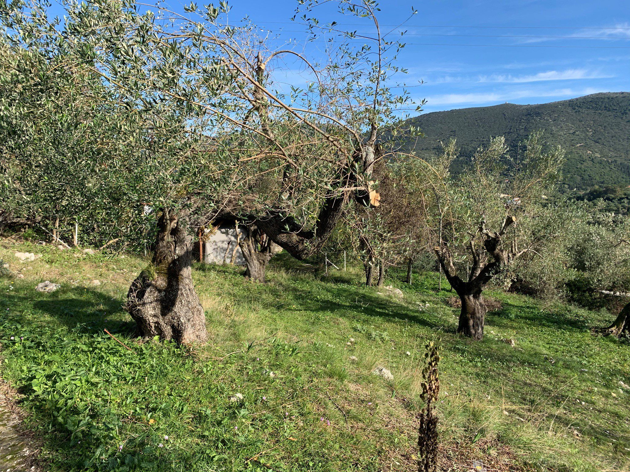 Terrain of olive groves, land for sale Ithaca Greece Kolleri