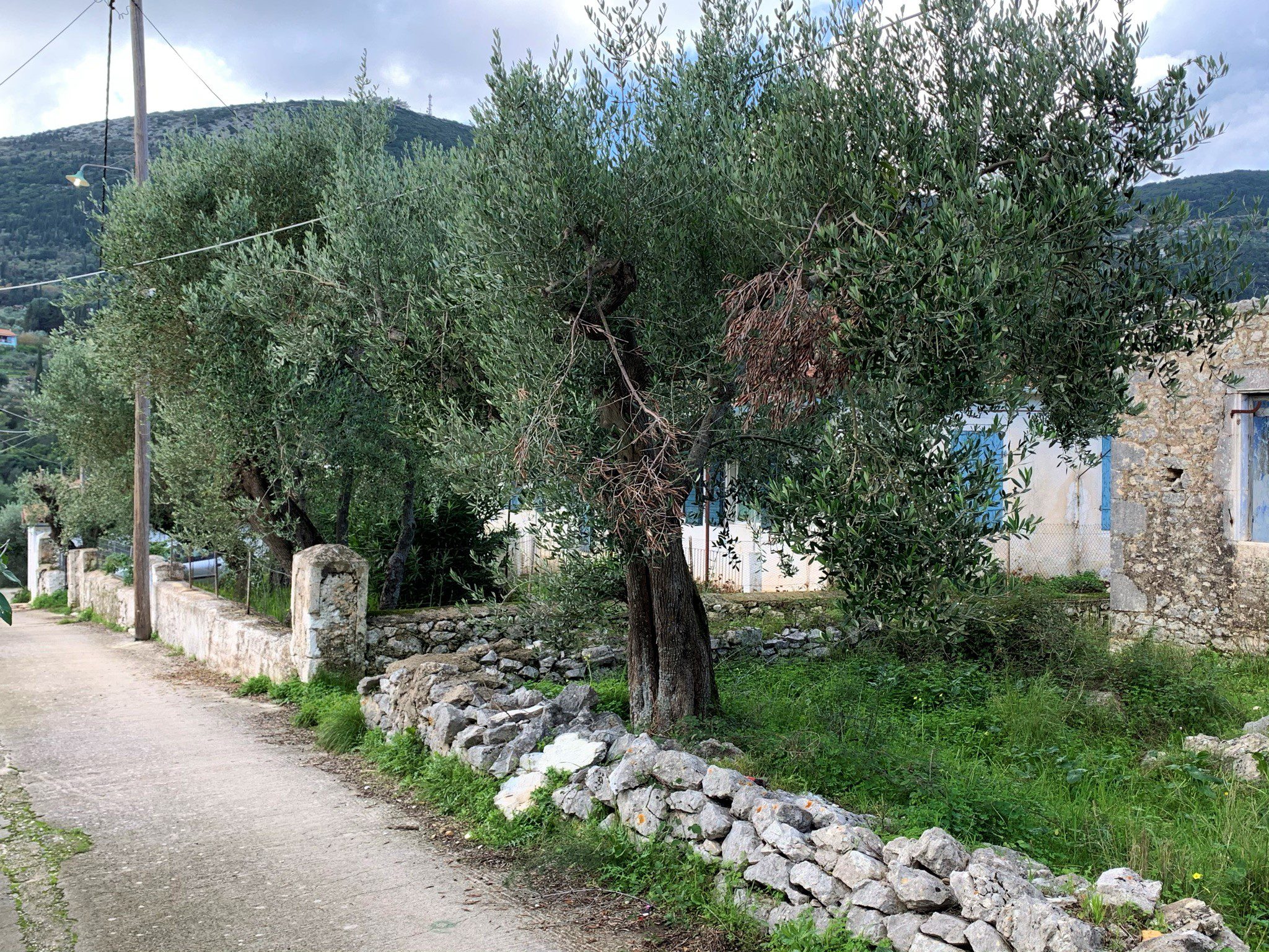 Garden of stone ruin for sale in Ithaca Greece, Lahos