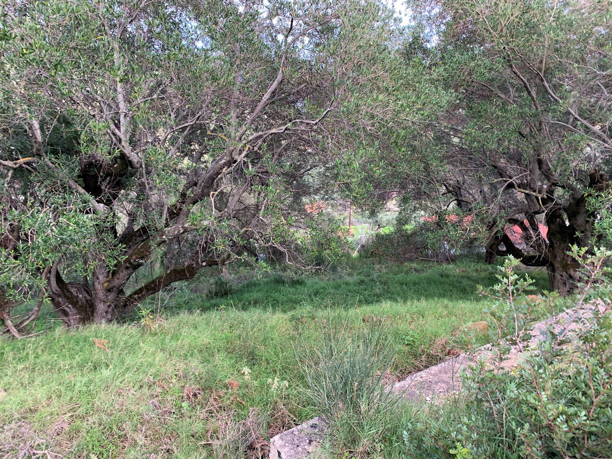 Landscape terrain of land for sale Ithaca Greece Exoghi