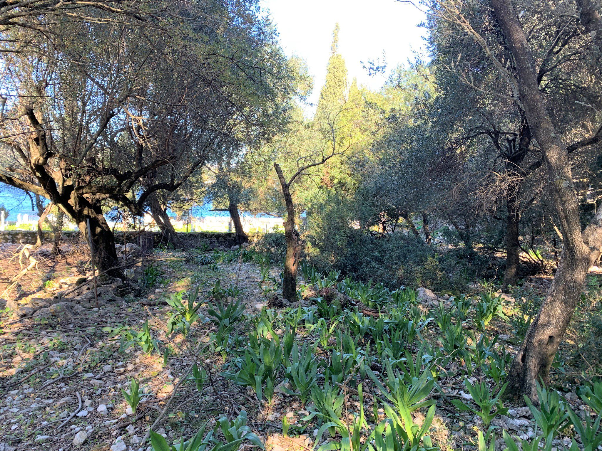 Landscape with sea view of land for sale in Ithaca Greece Kioni