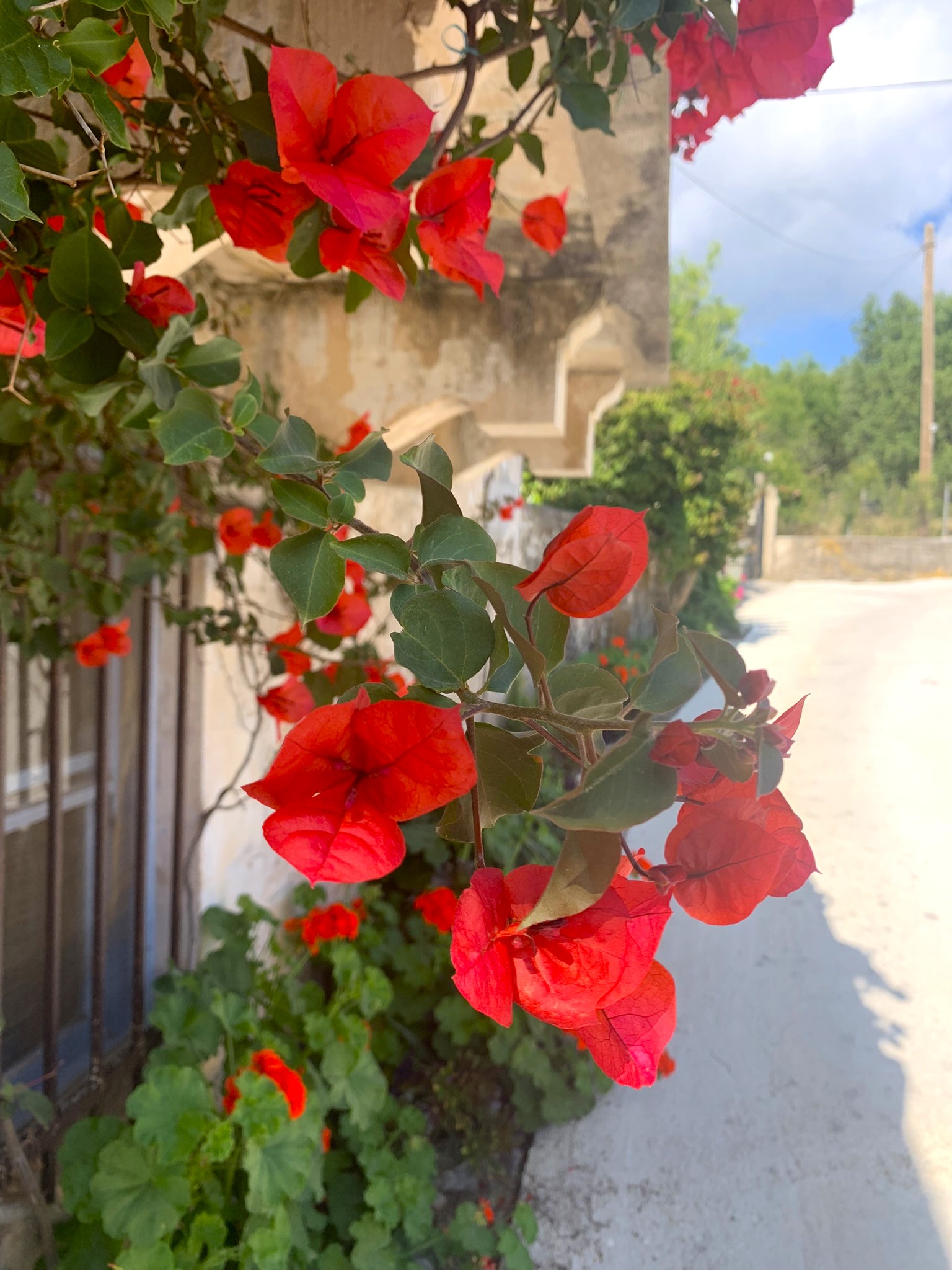 Flower detail at the entrance of house for sale in Ithaca Greece. Lahos