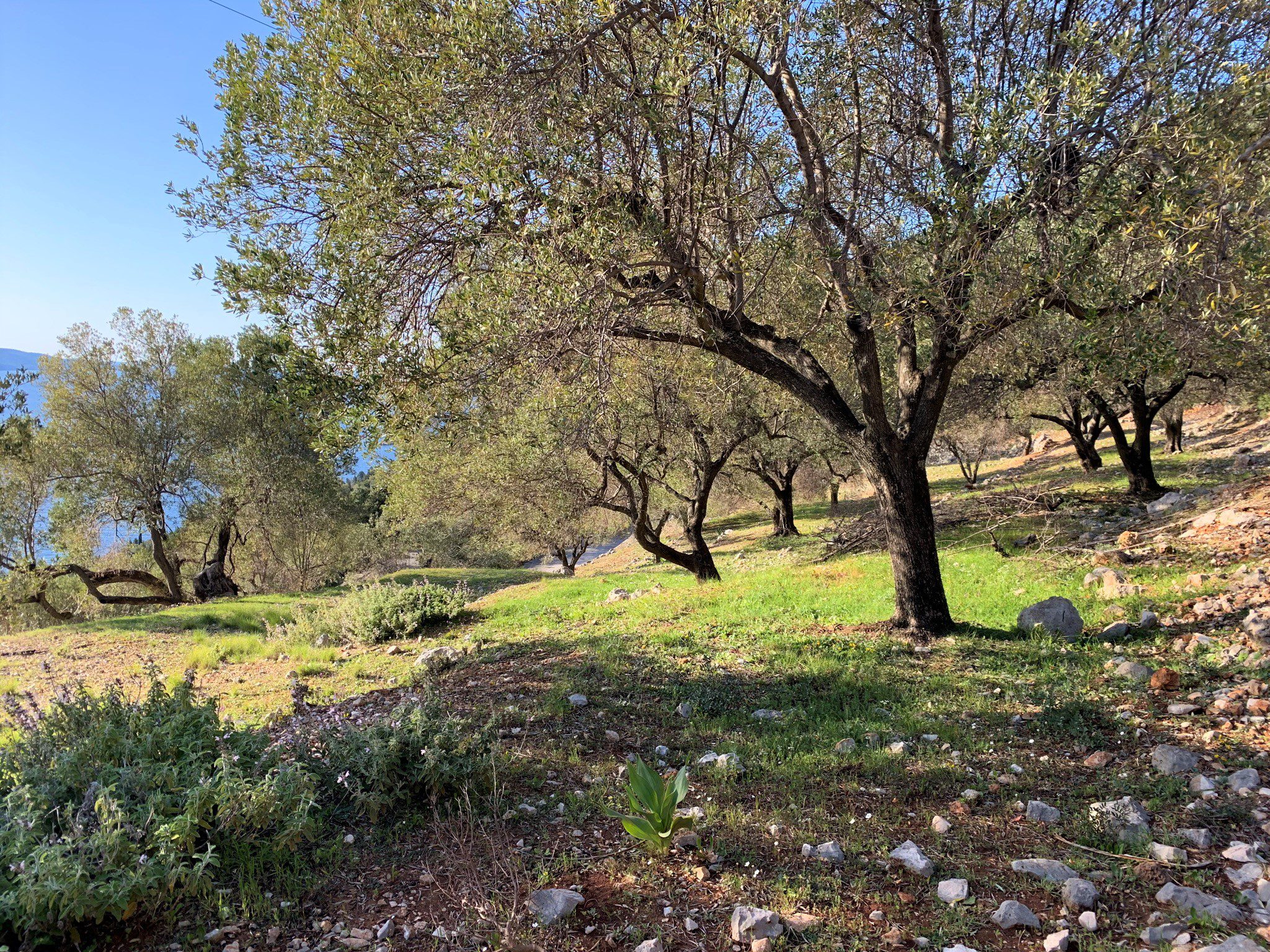 Landscape and terrain of land for sale in Ithaca Greece, Ag Ioannis