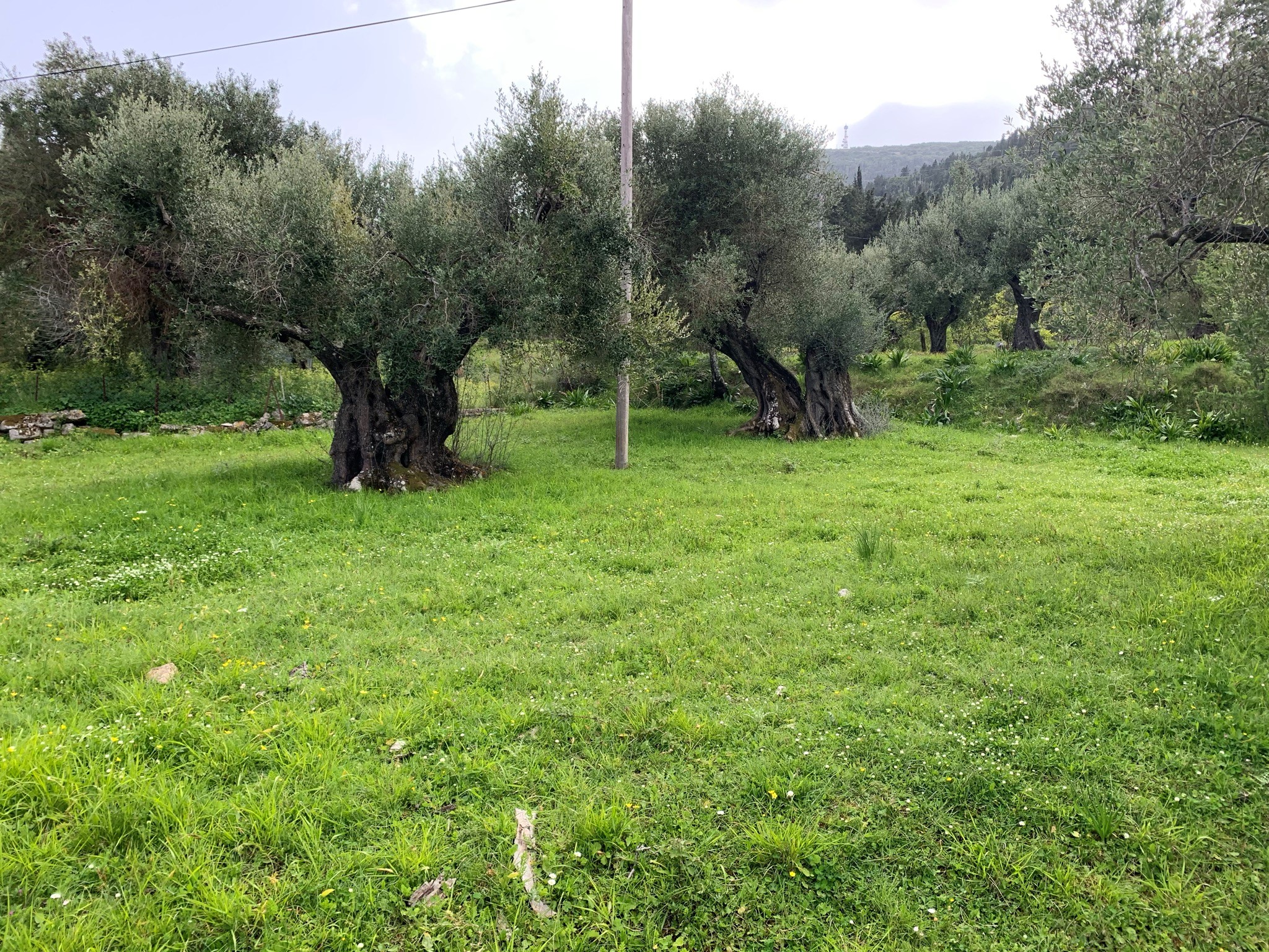 Τοπίο και έδαφος γης προς πώληση στην Ιθάκα Της Ελλάδας, Κολλιερή