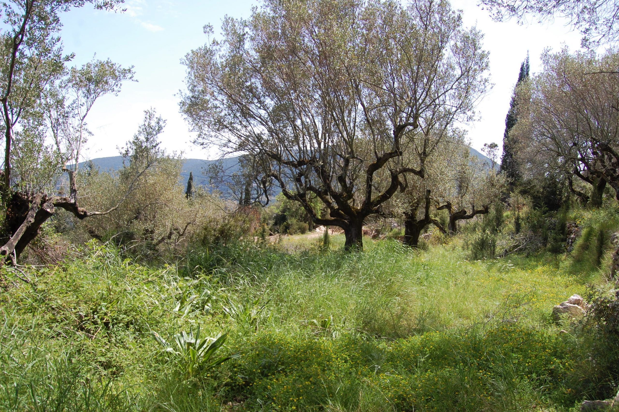 Landscape and terrain of land for sale in Ithaca Greece, Exoghi