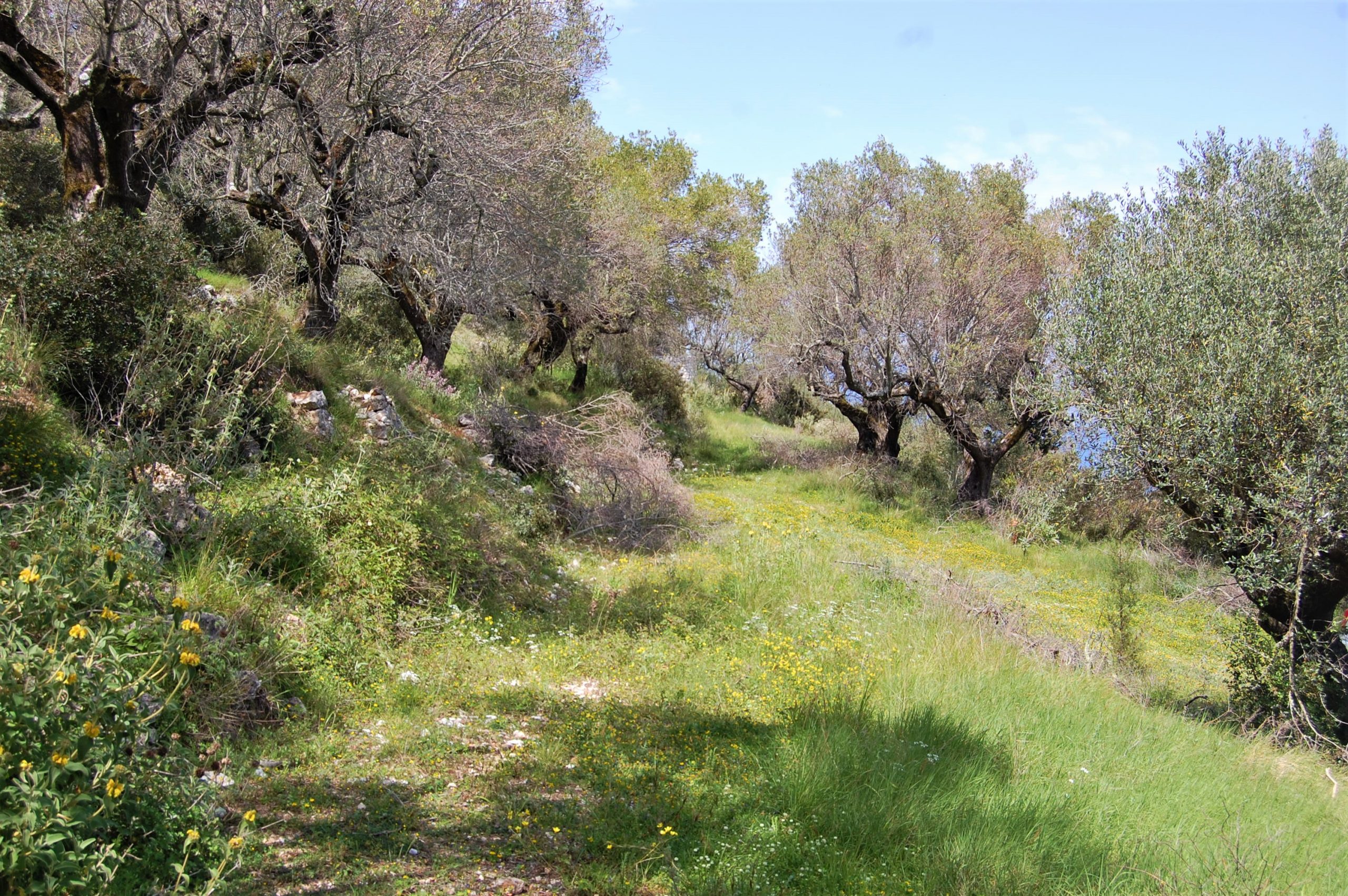 Landscape and terrain of land for sale in Ithaca Greece, Exoghi