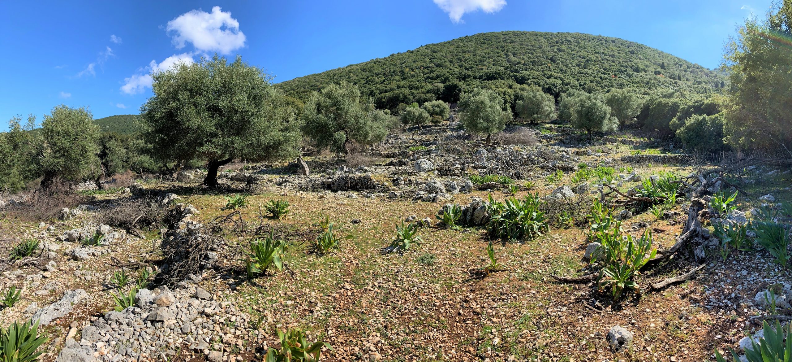 Landscape and terrain of land for sale in Ithaca Greece, Stavros
