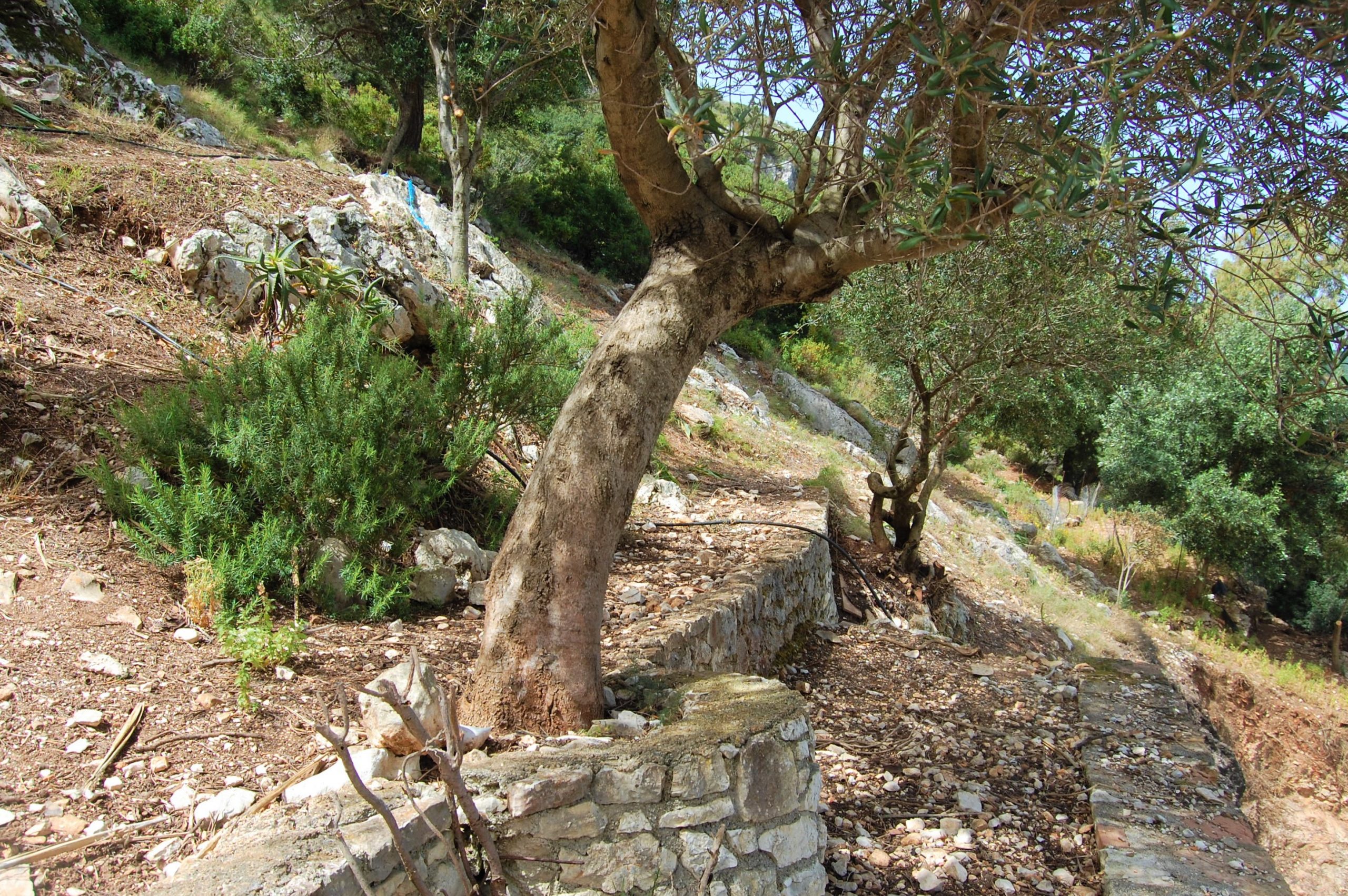 Garden of house for sale in Ithaca Greece, Vathi/Dexa