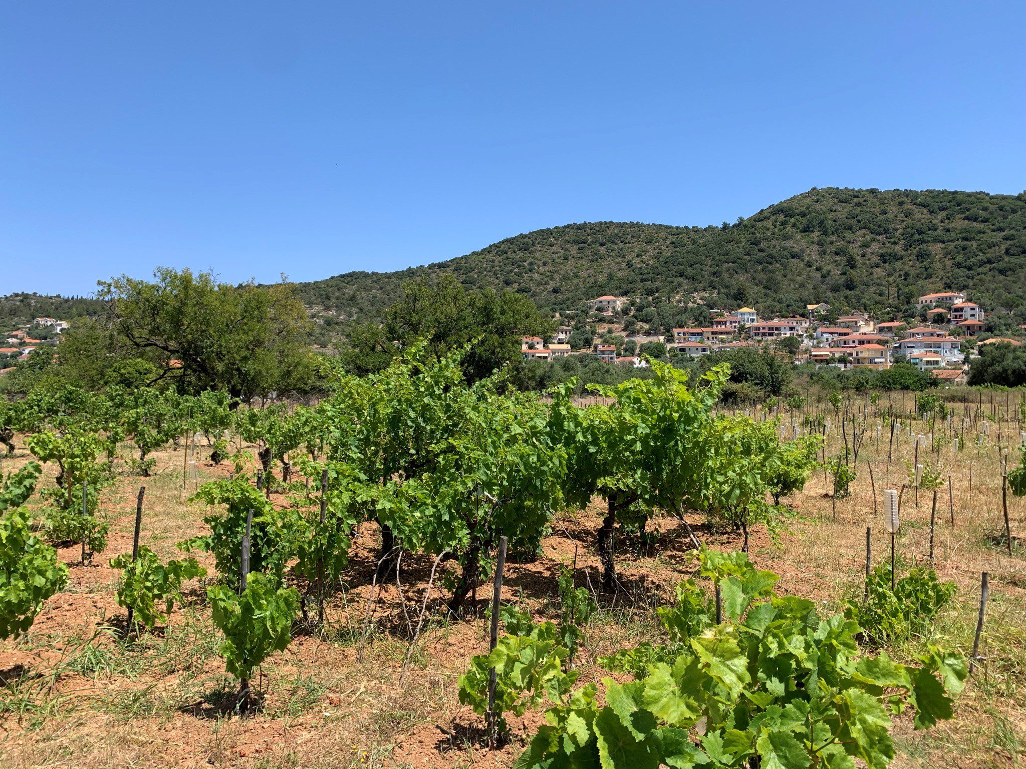 Vineyard and landscape of land for sale on Ithaca Greece, Vathi