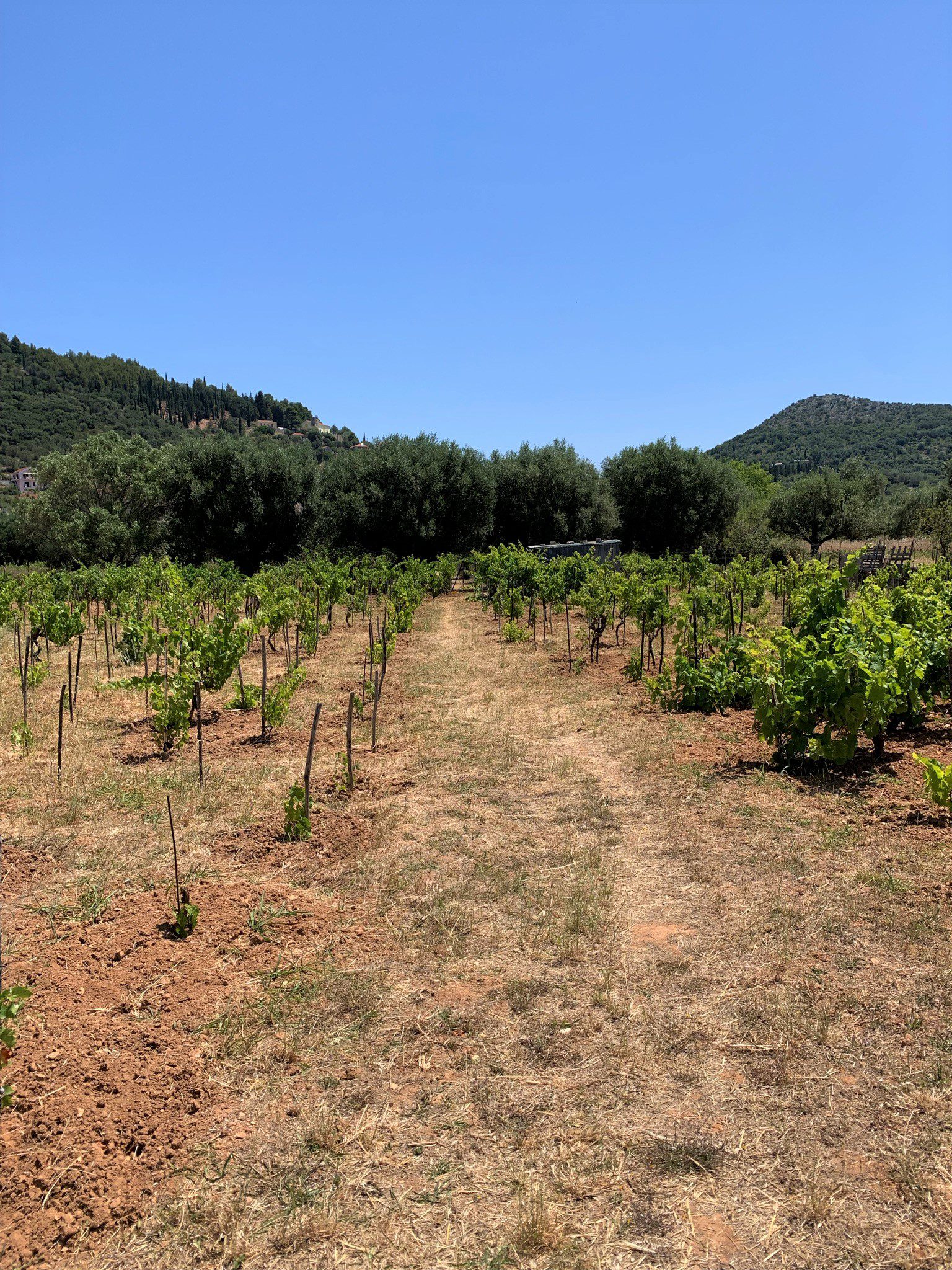 Vineyard and landscape of land for sale on Ithaca Greece, Vathi